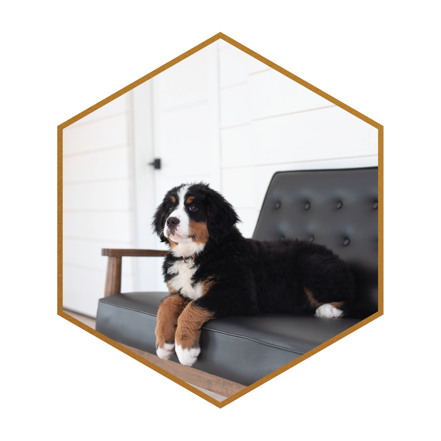 Deposit for Standard Bernedoodles