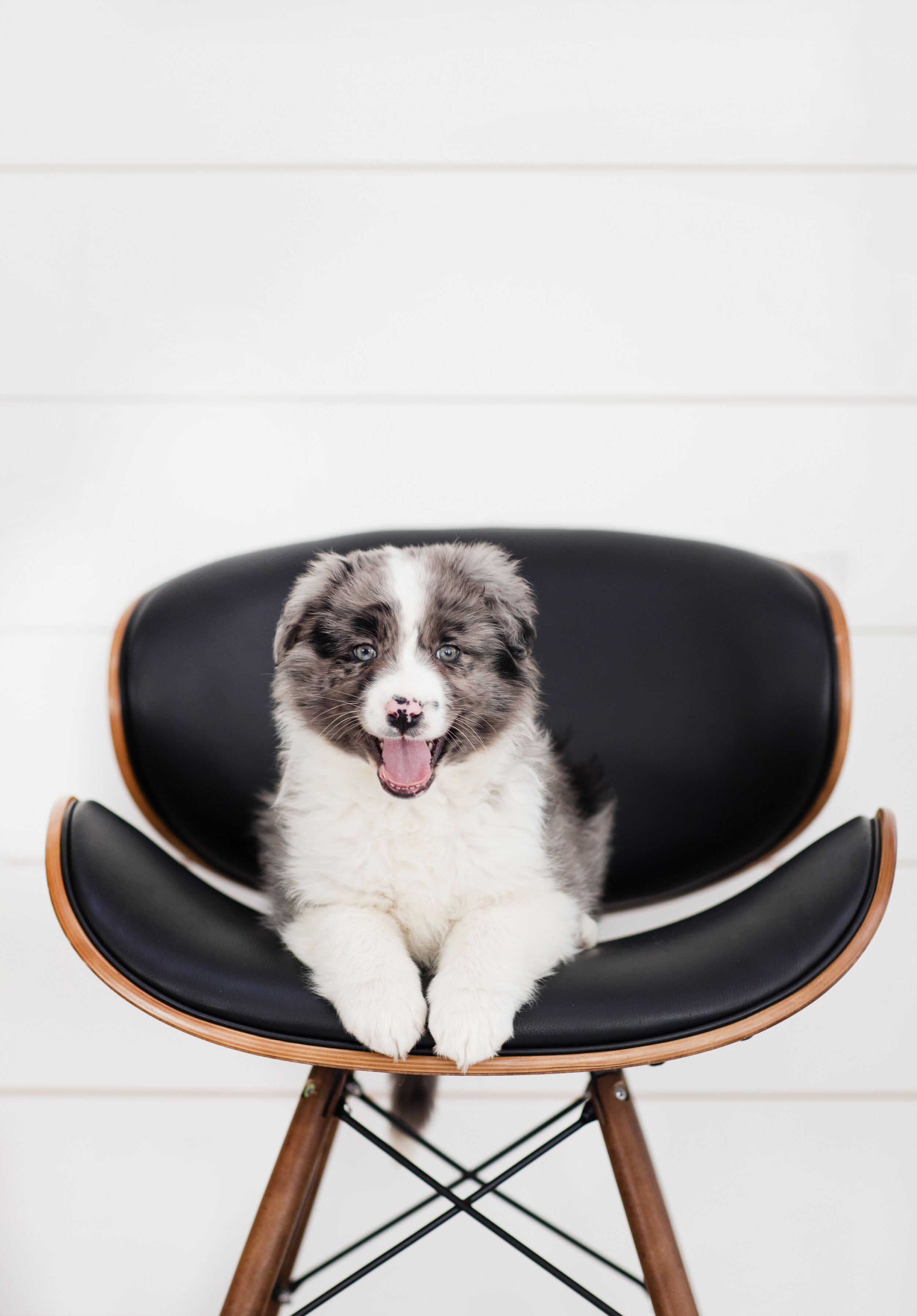 A New Entrepreneur's Guide To Puppy Parenthood