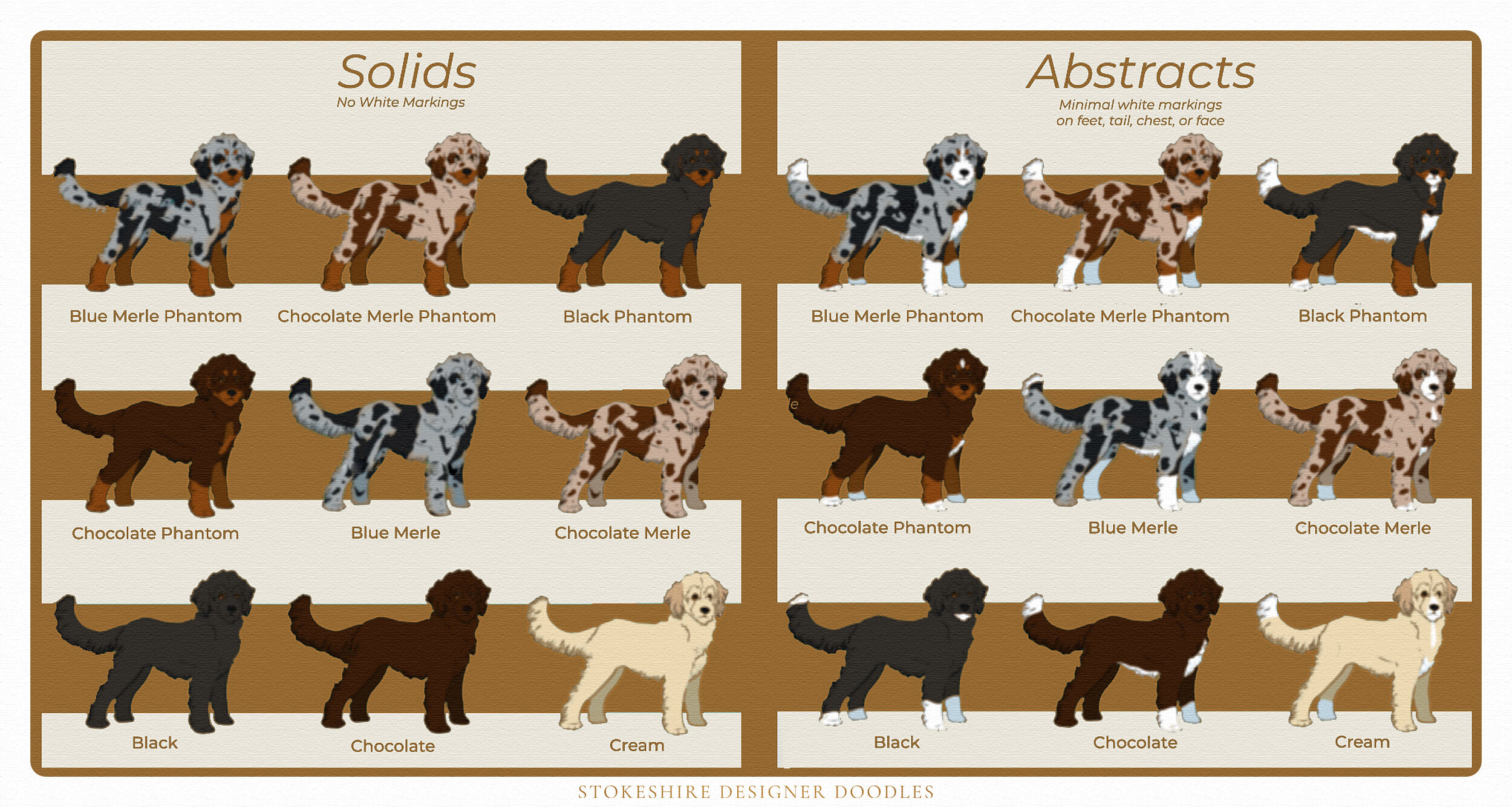 Toy Poodle Dog Colors And Markings  