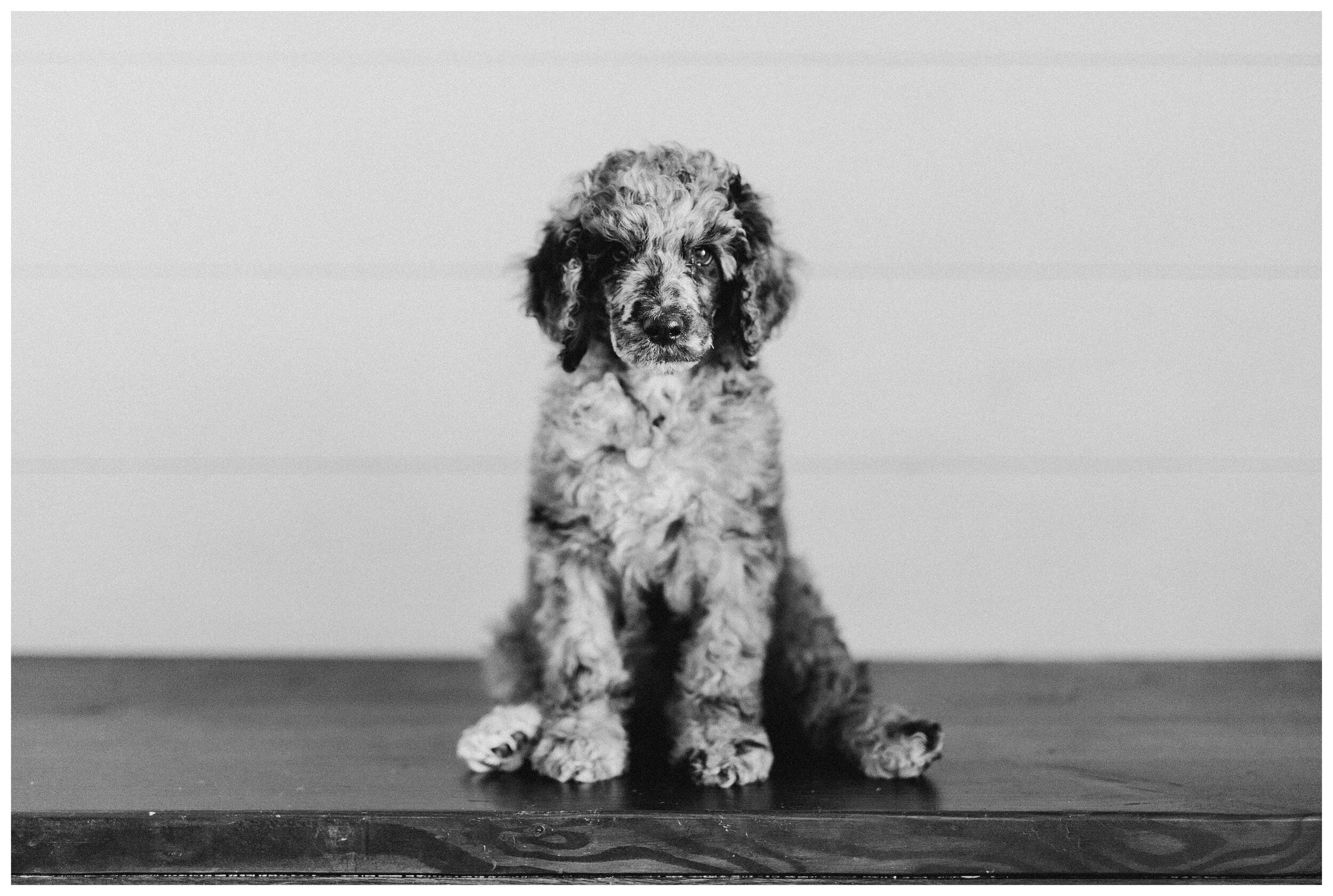 Coat Colors in Doodles 