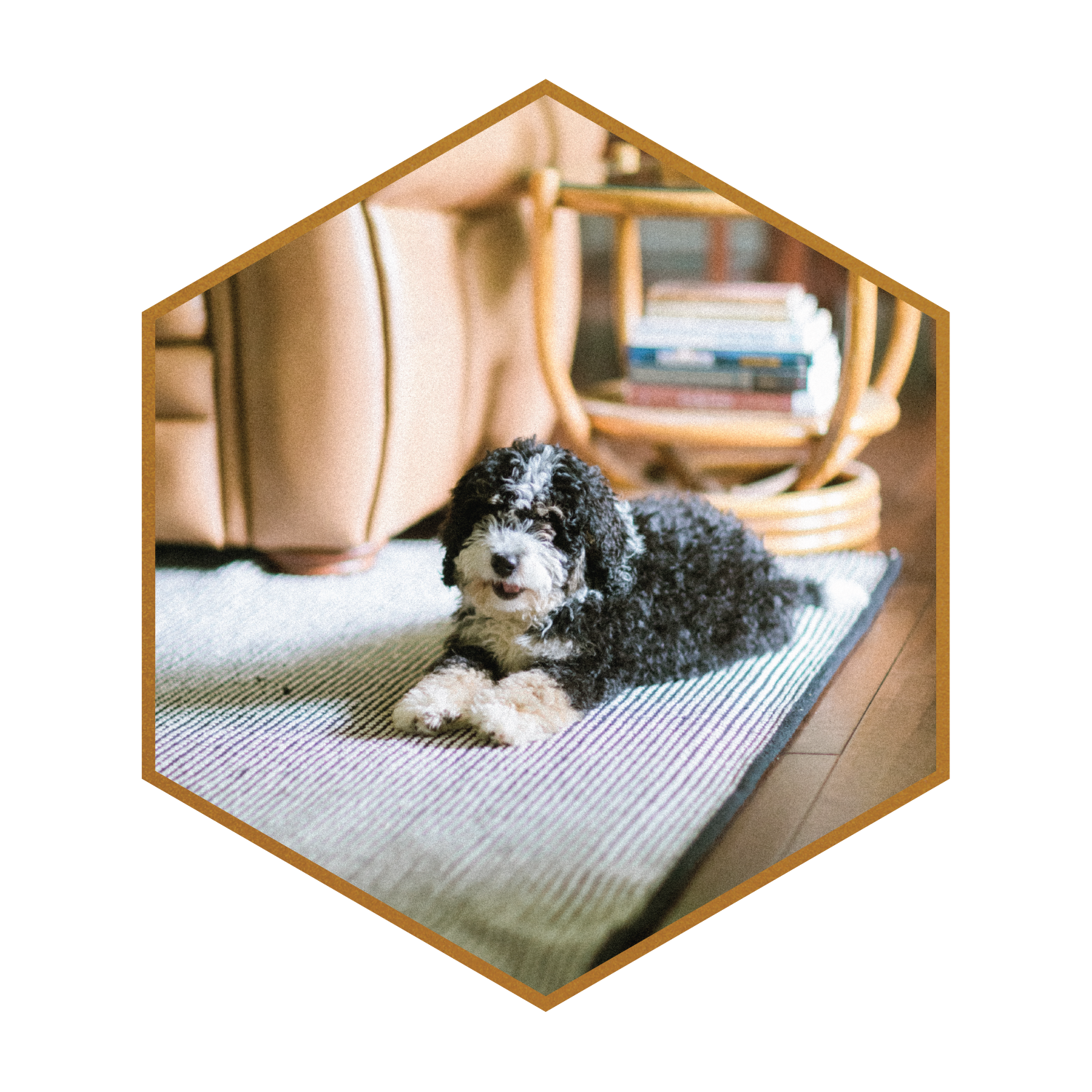 Emma-Movi-STOKESHIRE-DESIGNER-DOODLES-MINI-BERNEDOODLES-WISCONSIN01.png