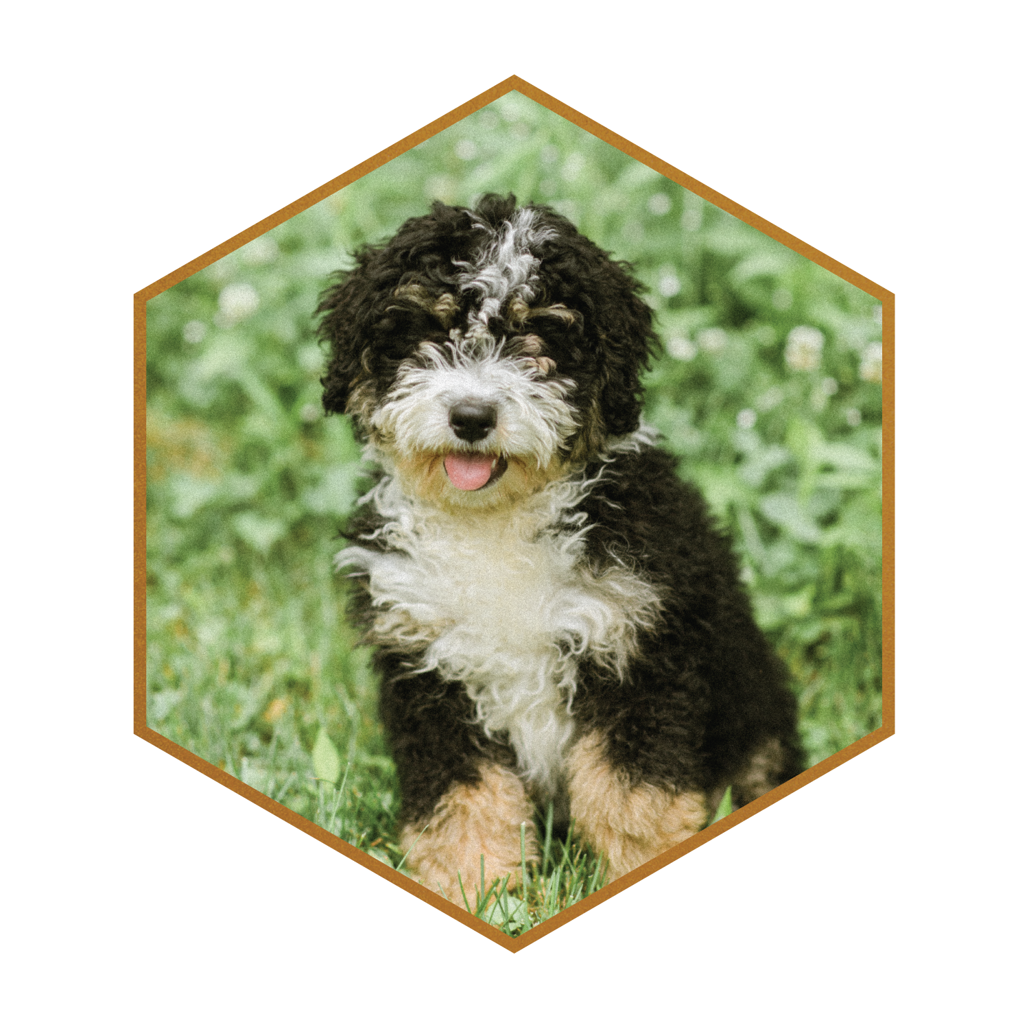Emma-Movi-STOKESHIRE-DESIGNER-DOODLES-MINI-BERNEDOODLES-WISCONSIN03.png