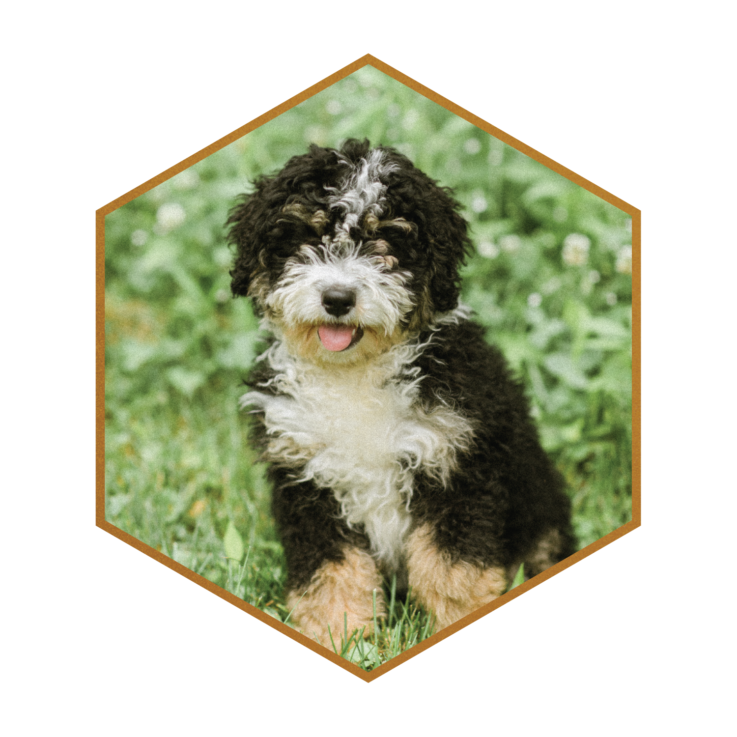Deposit for Mavi + Benny F1B Micro-Mini Bernedoodles