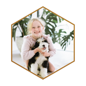 What is an Ultra Bernedoodle? — STOKESHIRE