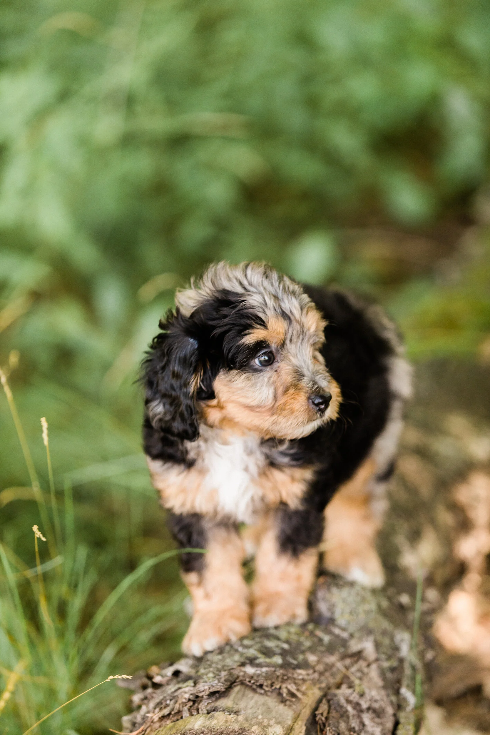 Dog Etiquette Basics for First-Time Doodle Owners