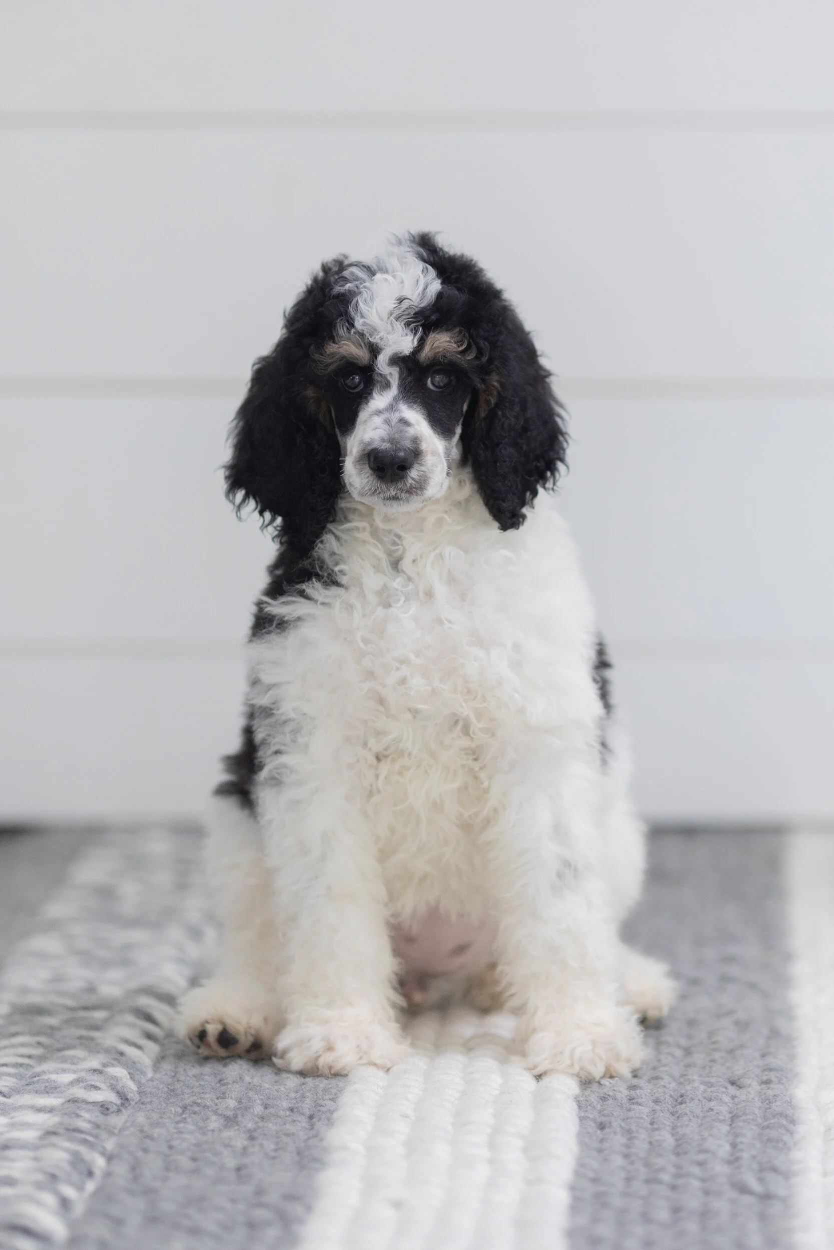 How to buy a Puppy: Four Steps to Follow 