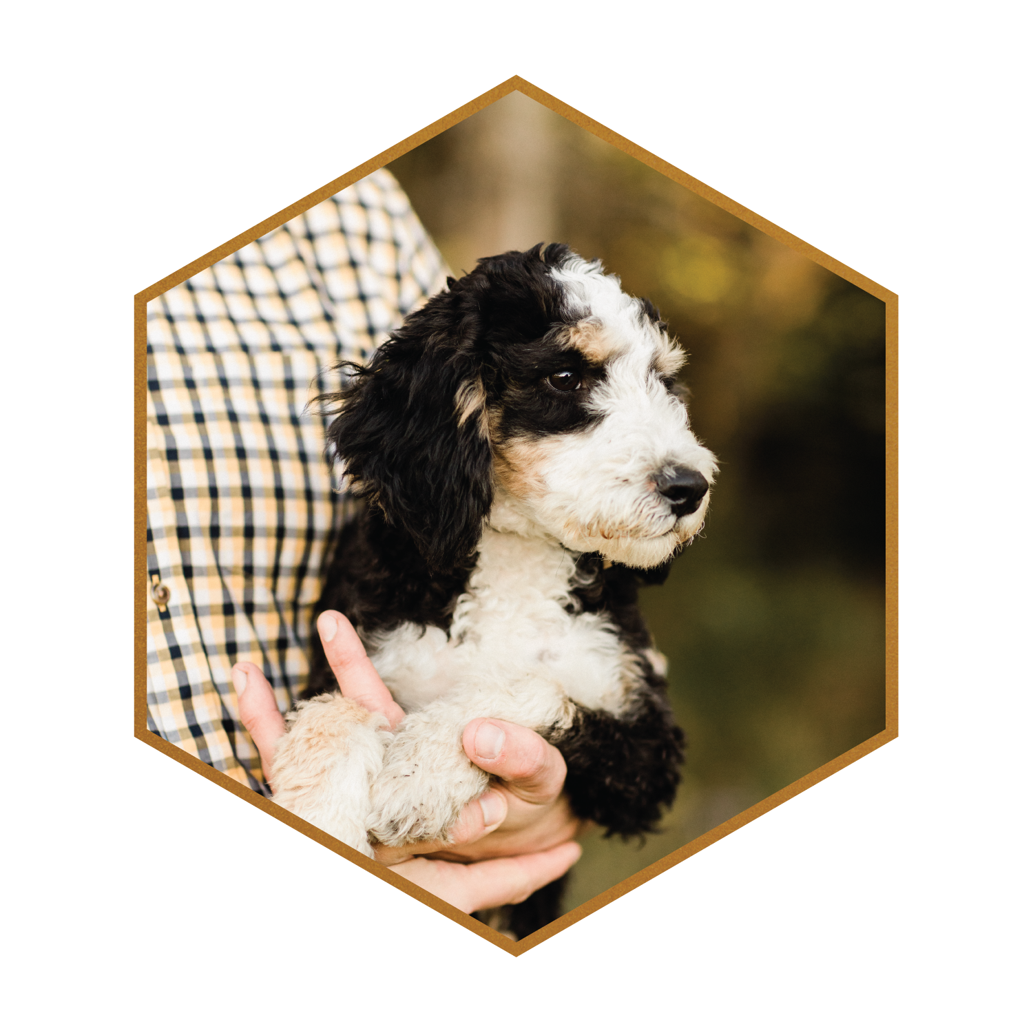 Bowser-Rohan-Multigen-Mini-Bernedoodle-Stud-Stokeshire-Designer-Doodles-Medford-WI.png