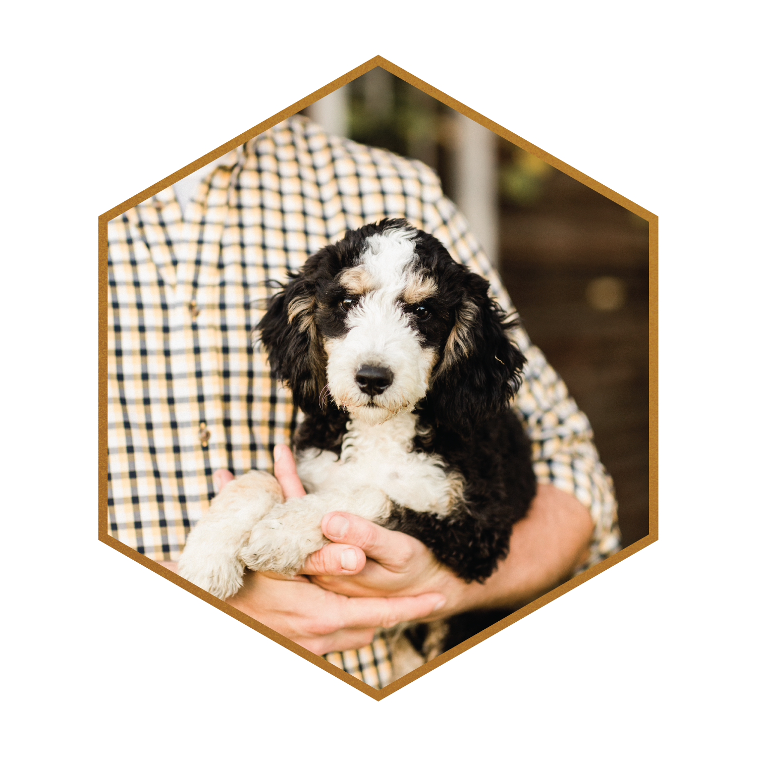 Bowser-Rohan-Multigen-Mini-Bernedoodle-Stud-Stokeshire-Designer-Doodles-Wisconsin.png