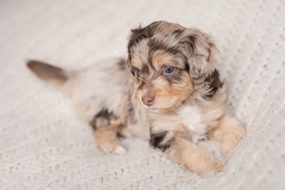 Toy and Mini Aussiedoodle puppies from Stokeshire Designer Doodles Wisconsin