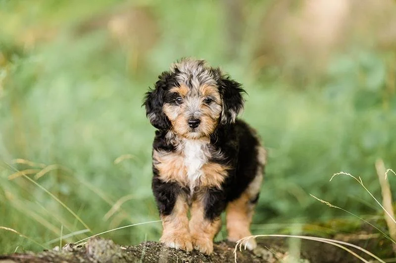 Blue merle Aussiedoodle puppies — Stokeshire Designer Doodles