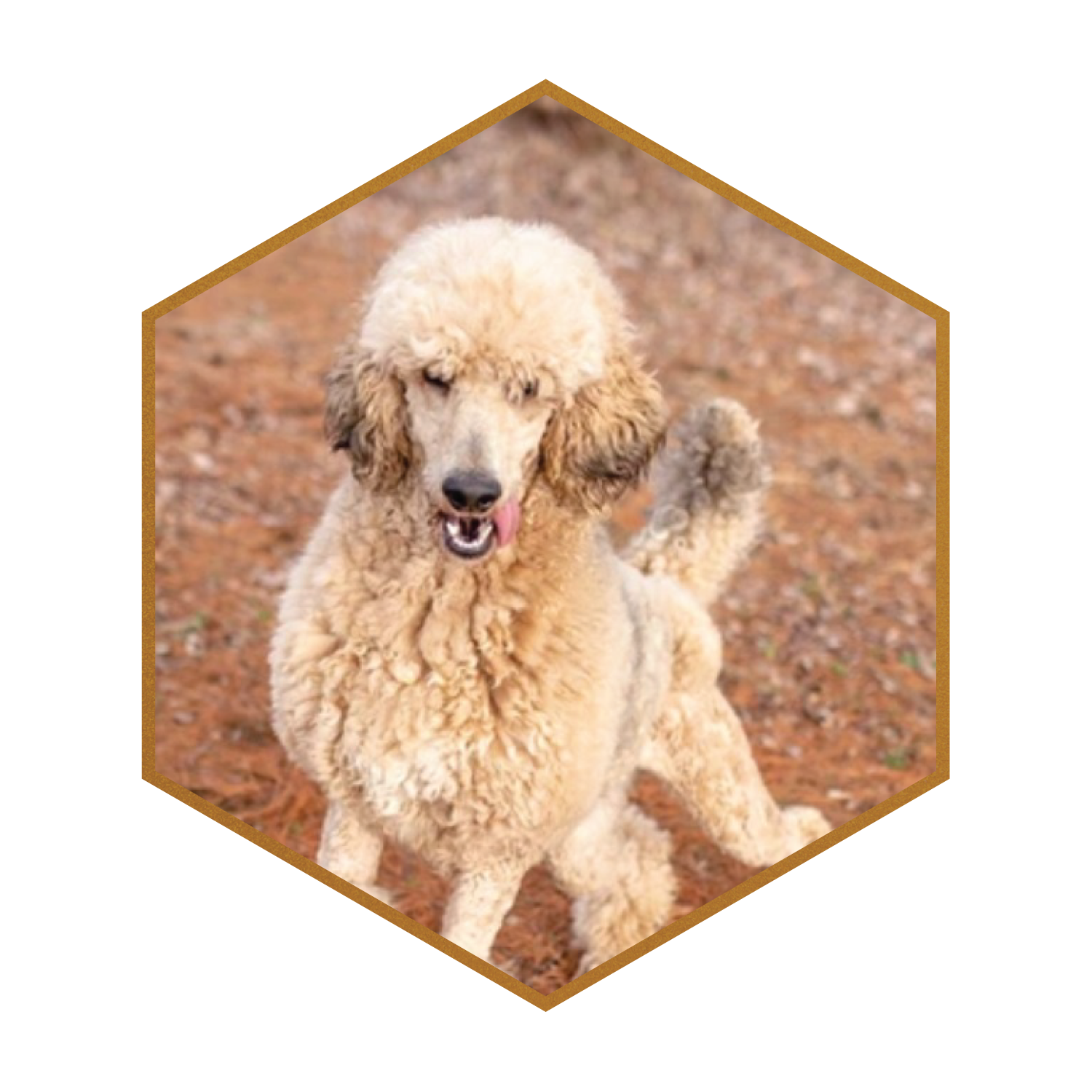 Standard-Merle-Poodle-Foxy-Stokeshire.png