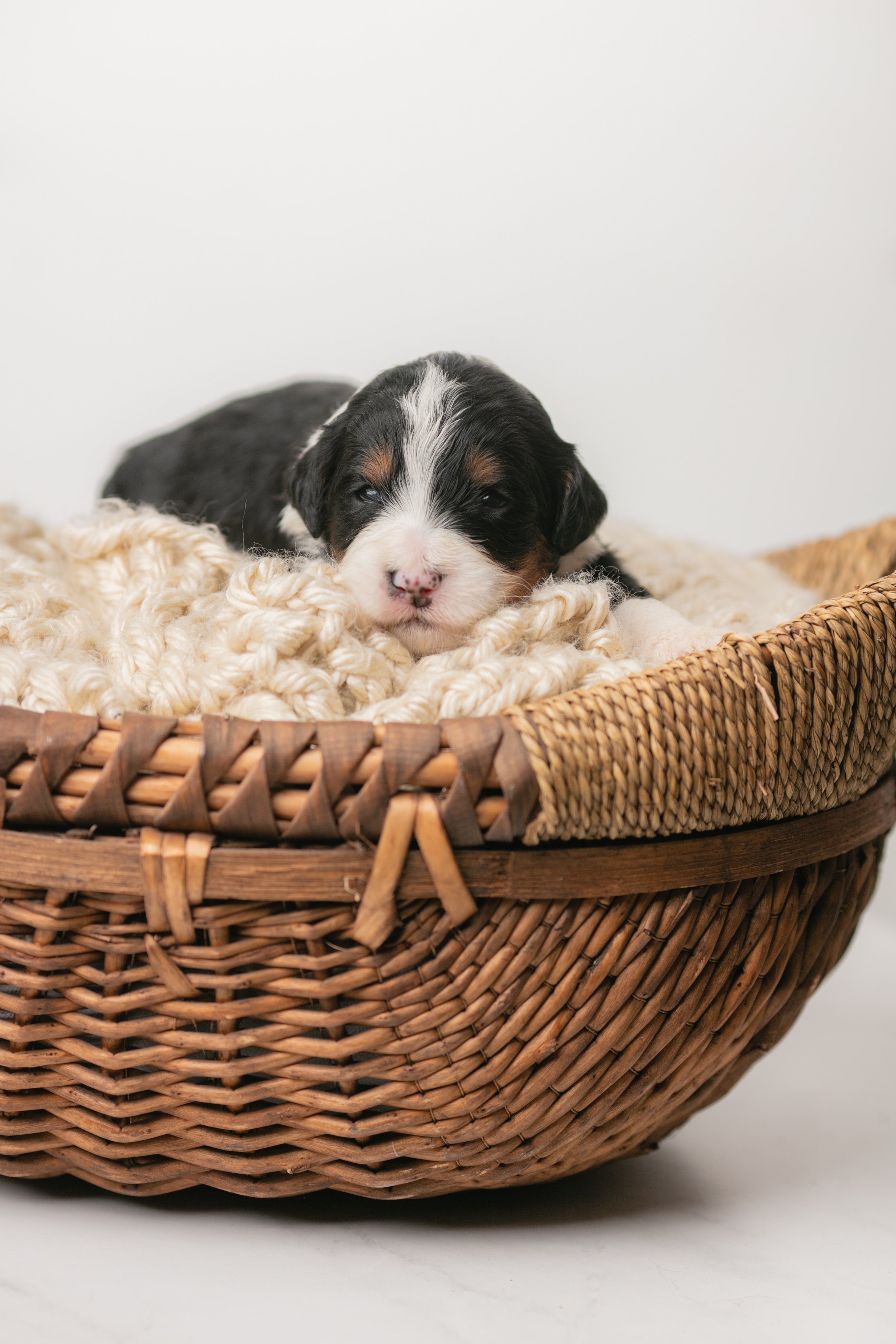 09-DARK-BLUE2-Week-Bernedoodles-Stokeshire-Wisconsin-Designer-Doodles-WI-Feta.jpg