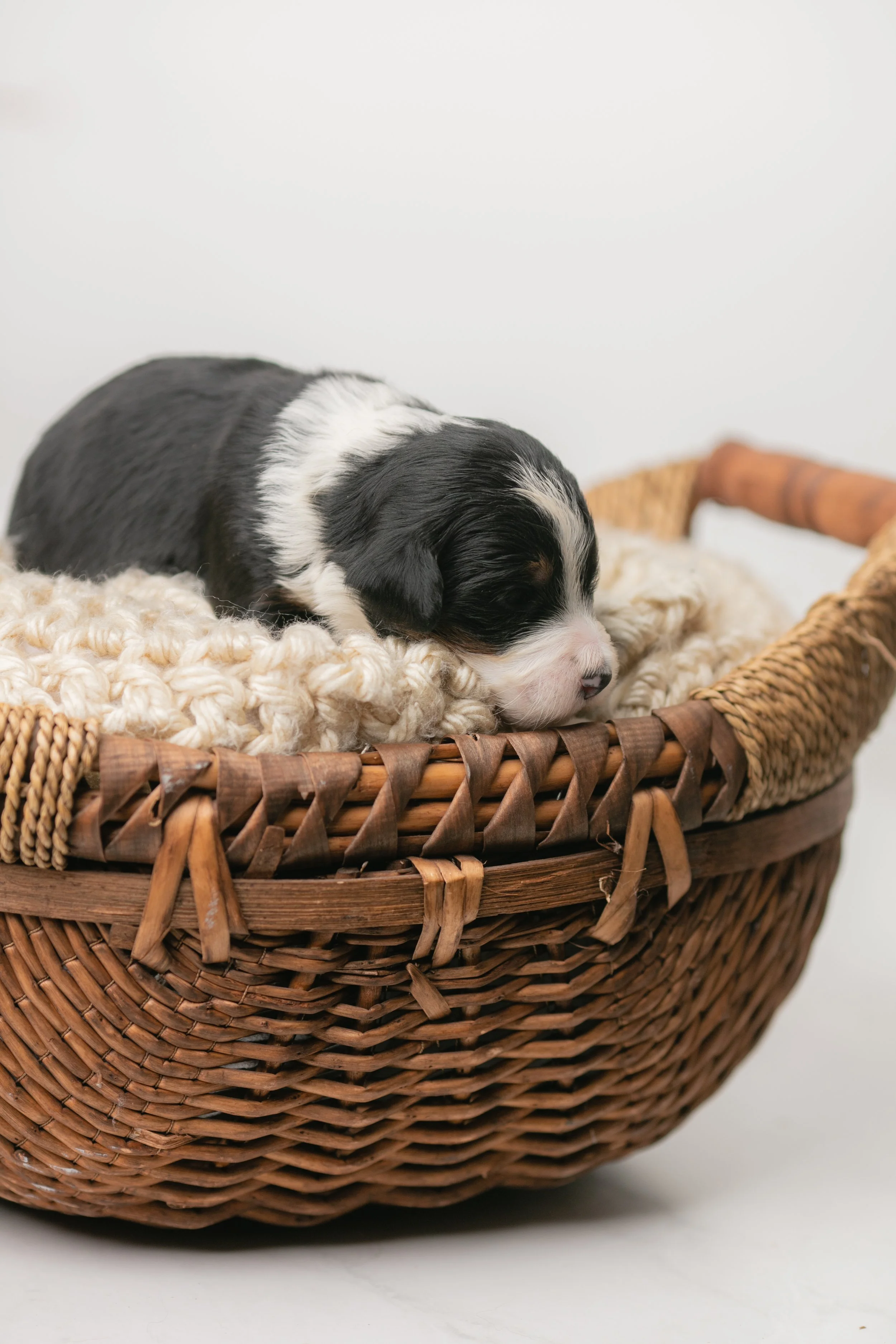 05-BLACK -2-Week-Bernedoodles-Stokeshire-Wisconsin-Designer-Doodles-WI-Feta.jpg