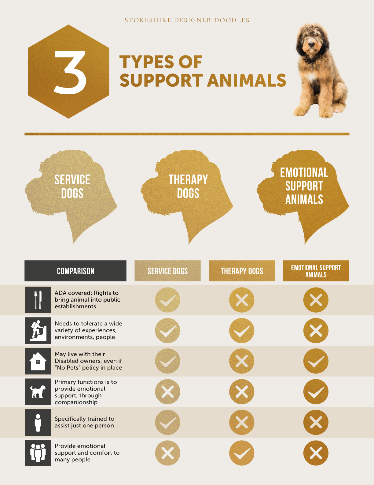 Three Types of Support Animals: Breeding for Therapy Canines 