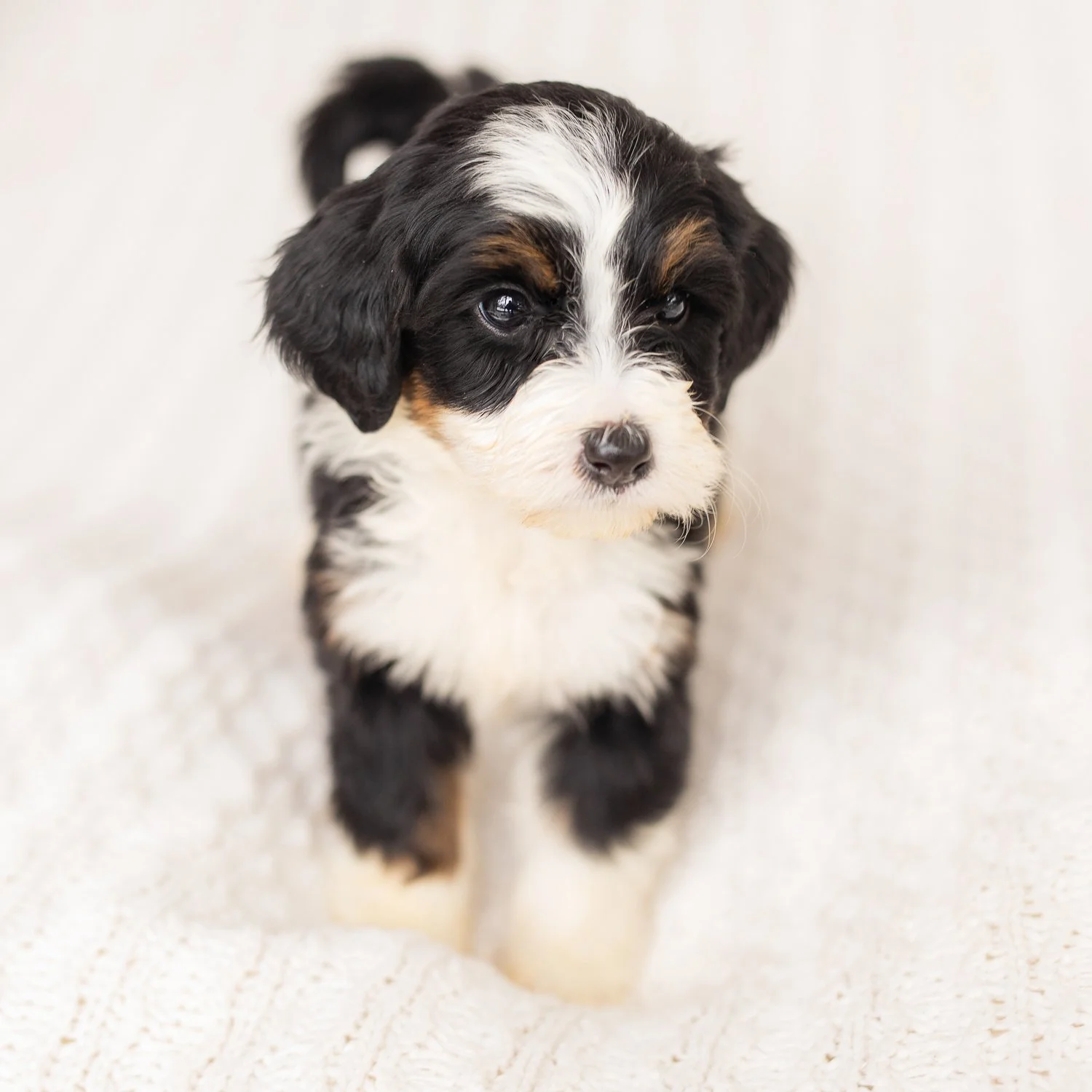 Why Doodles? Are they really healthier? 