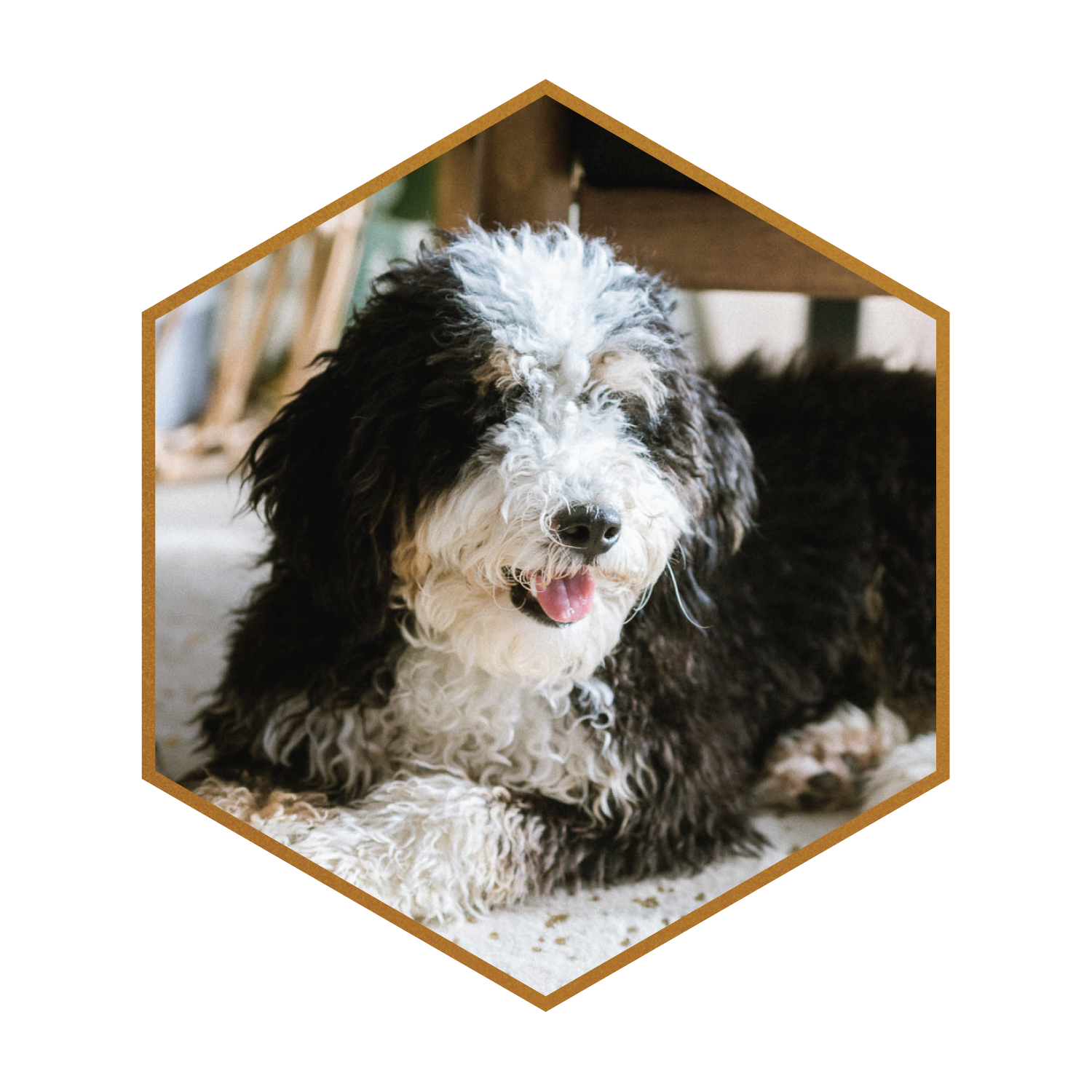 Bernedoodle-Stud-Wisconsin-Bowser-Rohan-(hexagon)-#5.png