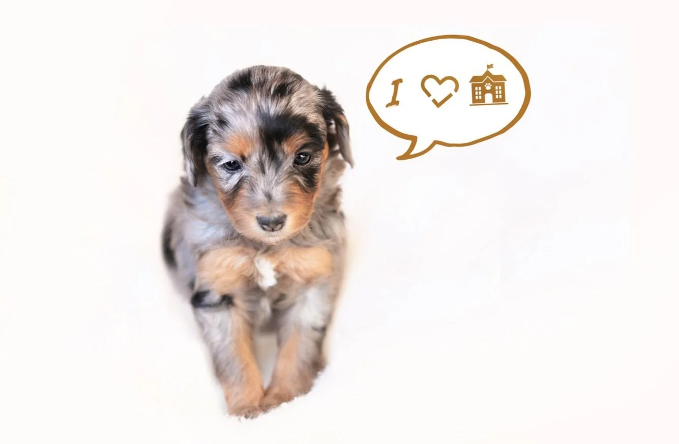 8 Essential Steps To Bringing A New Dog Into The Home