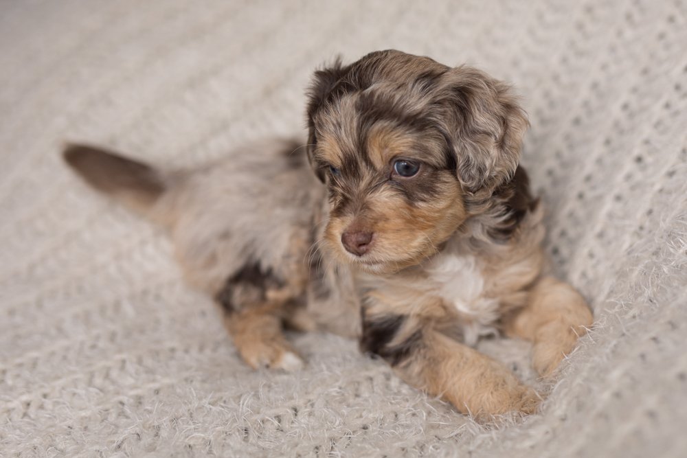 STOKESHIRE-DESIGNER-DOODLES-DOG-ADOBE-LIGHTROOM-PRESETS-NATURAL-BEFORE-AFTER-02.jpg