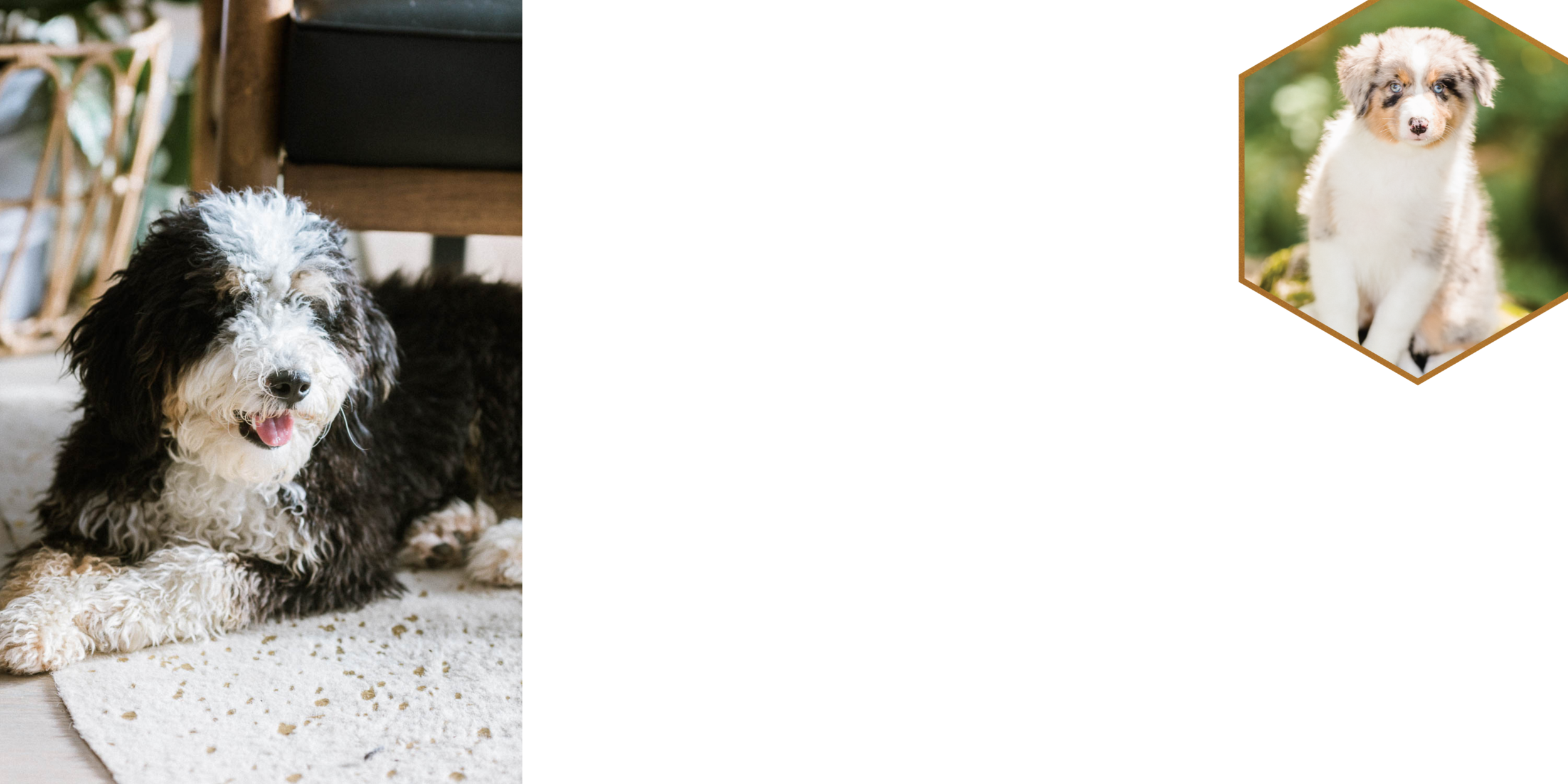 Make-my-dog-photos-better-presets-stokeshire.png