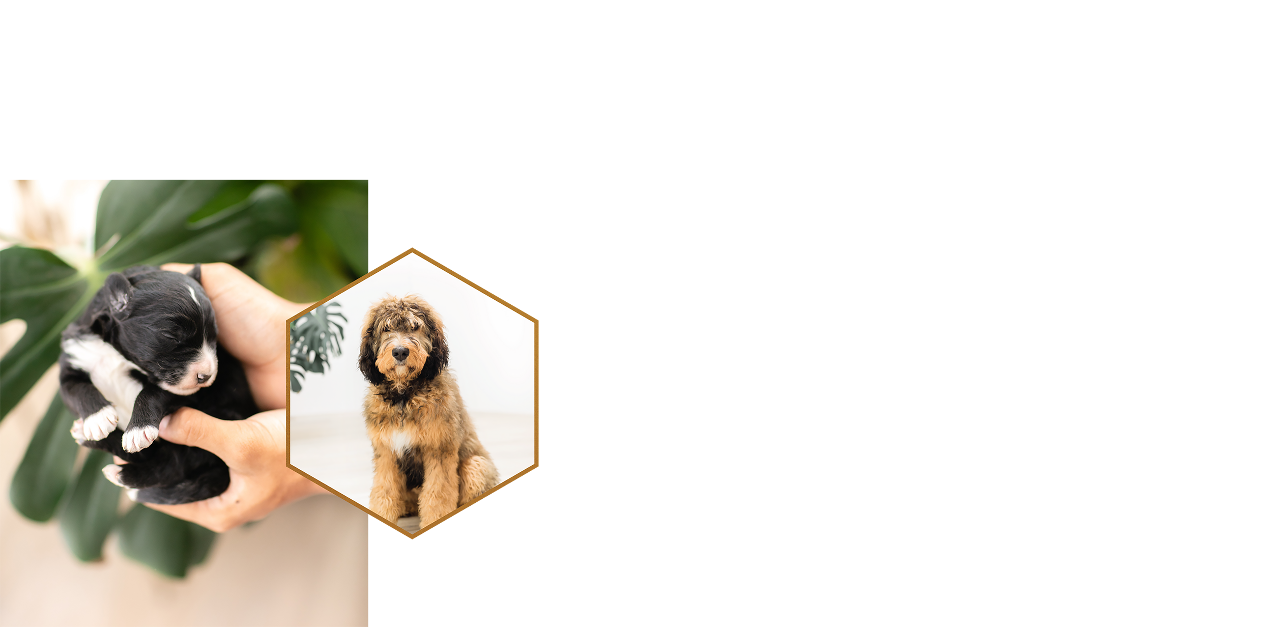STOKESHIRE-PRESETS-FOR-DOGS.png
