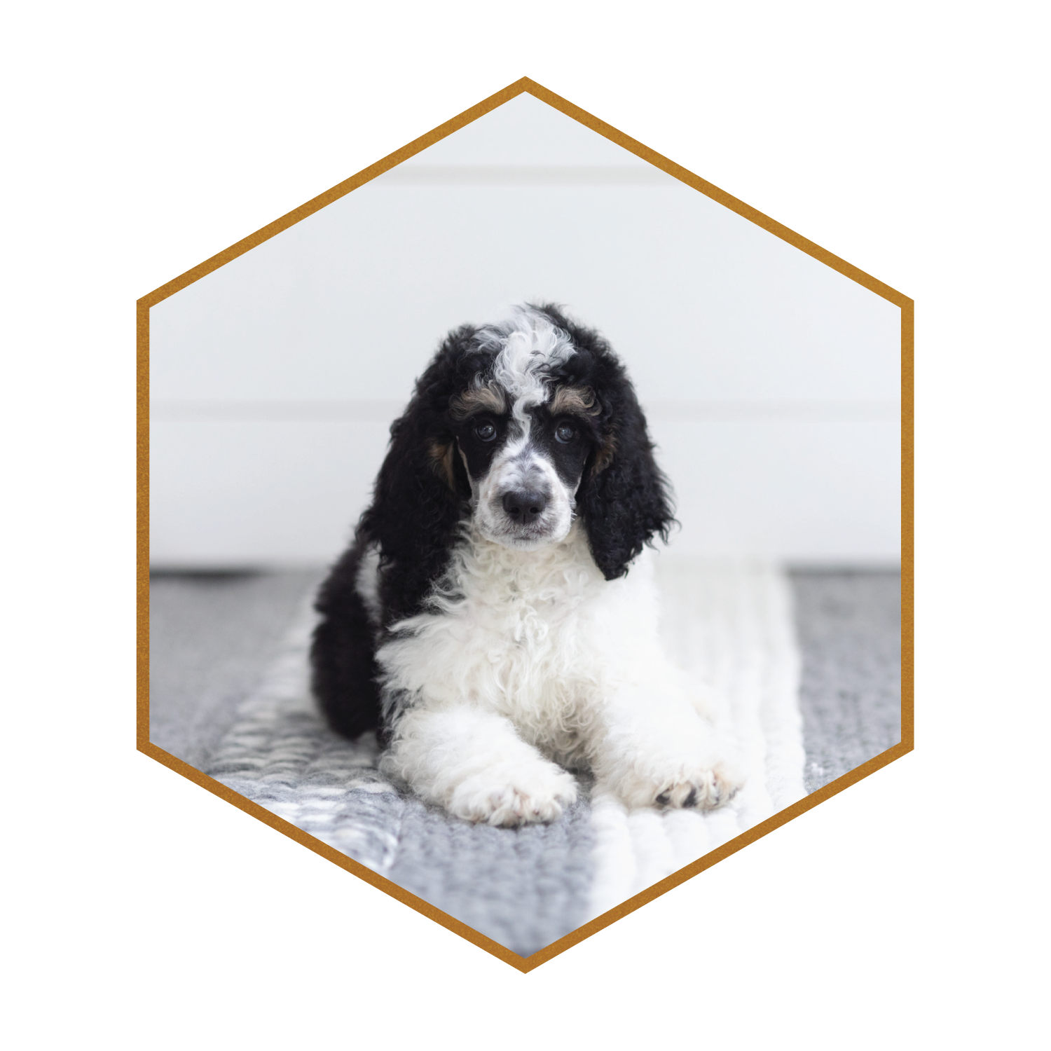 Pepper-(hexagon)-#4.png