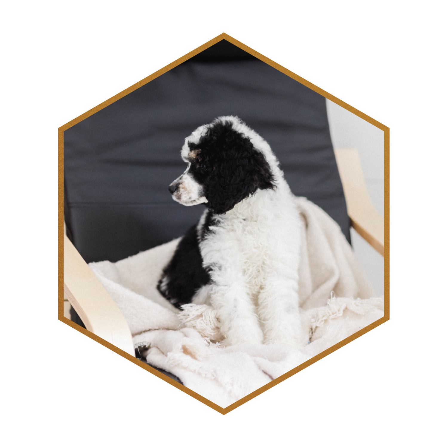Standard Merle Poodles for Sale Puppies (Copy) (Copy) (Copy) (Copy) (Copy)