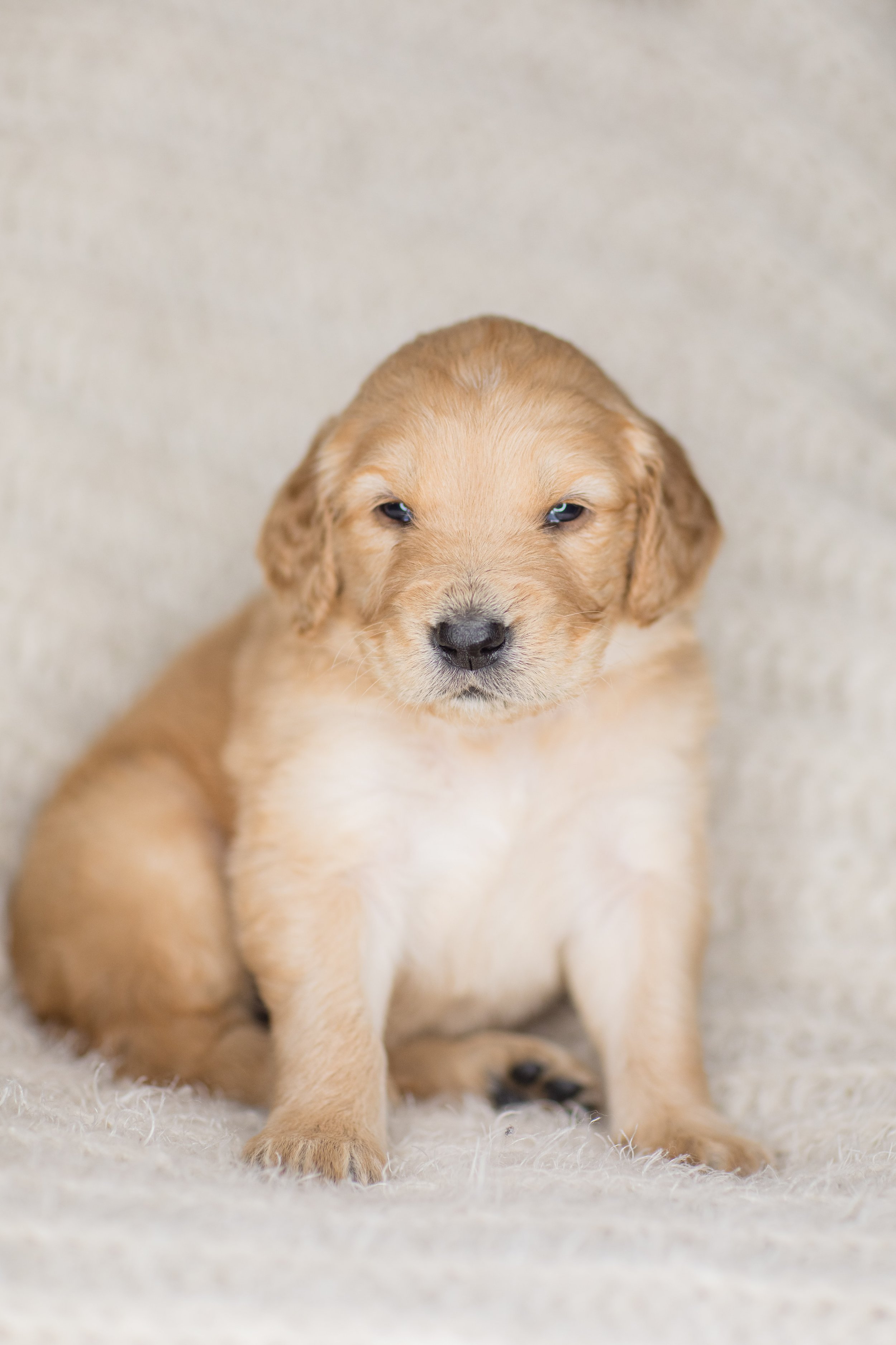 040-Doodle-Puppy-Breeder-Wisconsin-Stokeshire-Designer-Dooldes-GMD-AMD-BERNEDOODLE-2022_GOLDEN-MOUNTAIN-DOODLE-PUPPIES-BRIEXMOOSE-4-WEEKS.jpg