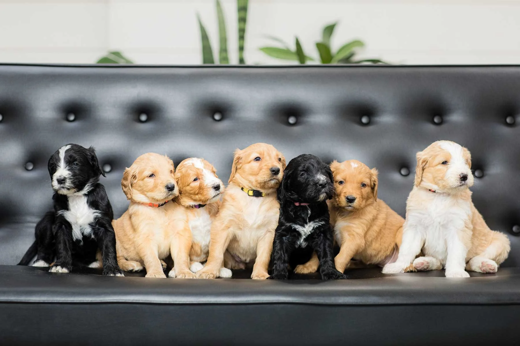A Business Guide for Animal Lovers
