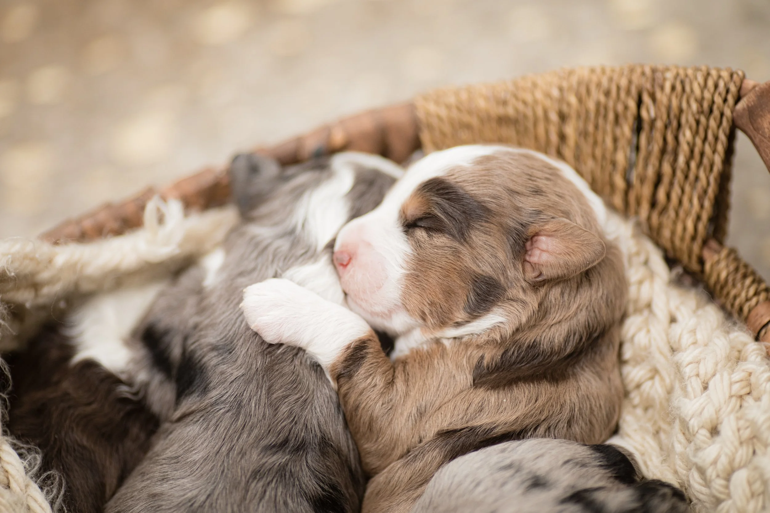 Unveiling the Power of Genetic Testing: Canine Disease &amp; Trait Screening with Paw Print Genetics