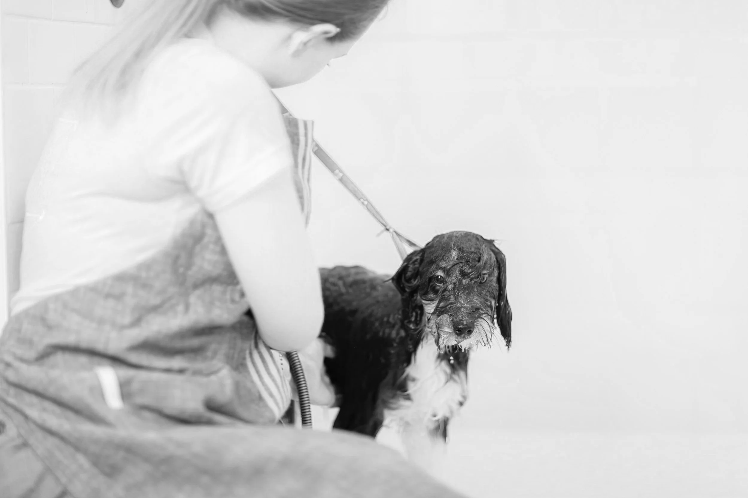 051_Stokehire-Salon-Spa-Doodle-Dog-Grooming-Medford-Wisconsin-K9-Klips-by-Karissa-Shotliff.jpg