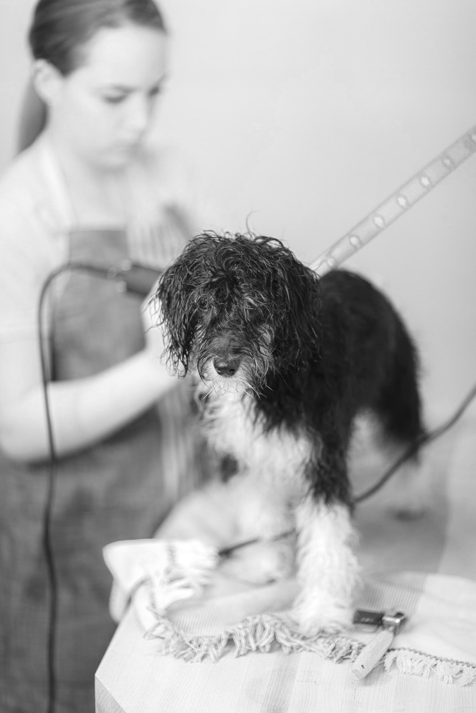 078_Stokehire-Salon-Spa-Doodle-Dog-Grooming-Medford-Wisconsin-K9-Klips-by-Karissa-Shotliff.jpg