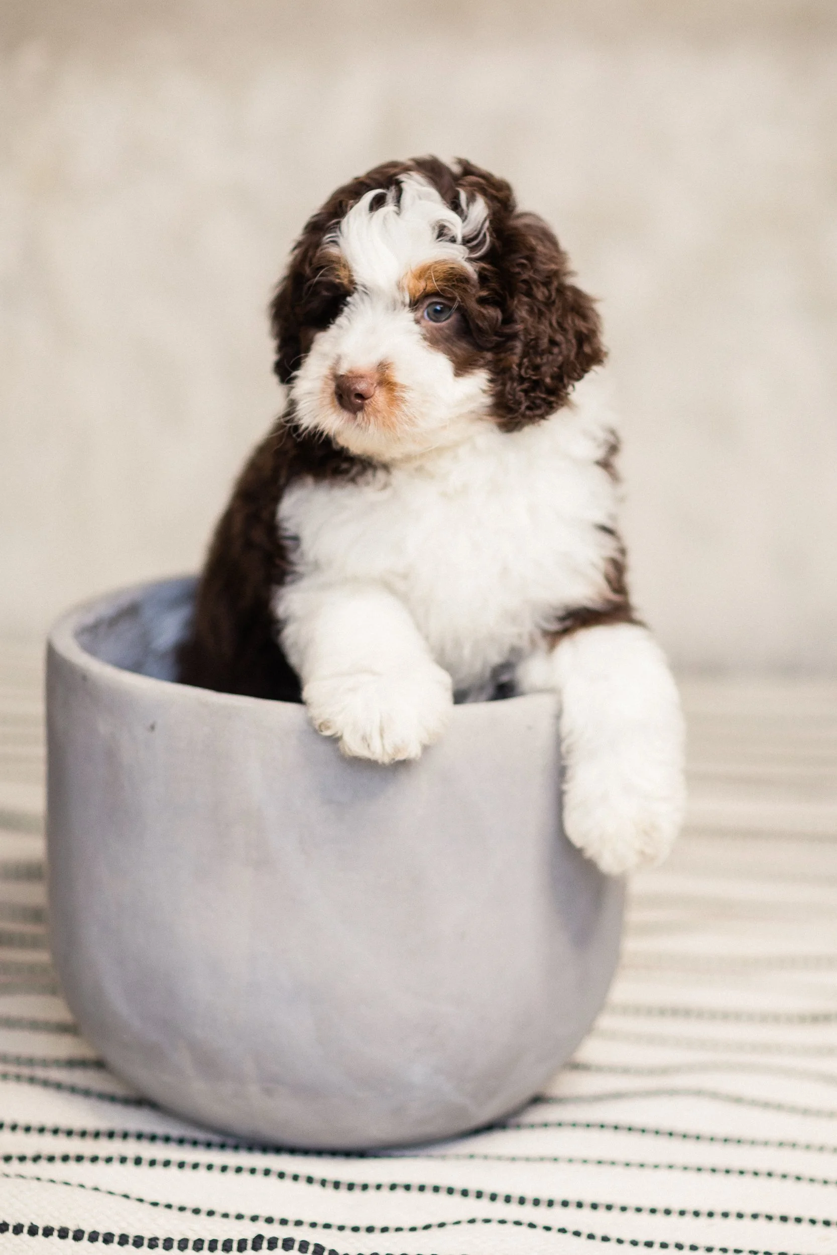 Pets: Improving Your Mental Health