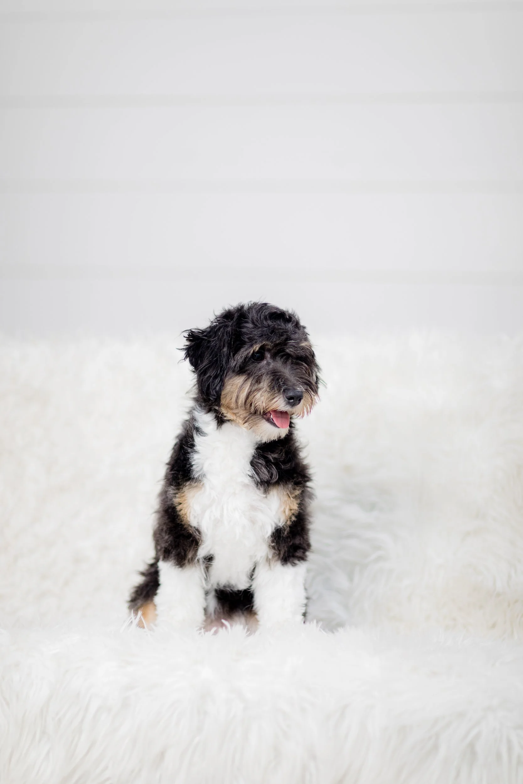 How to Discipline a Dog - Best Positive Methods to Correct Dog Behavior