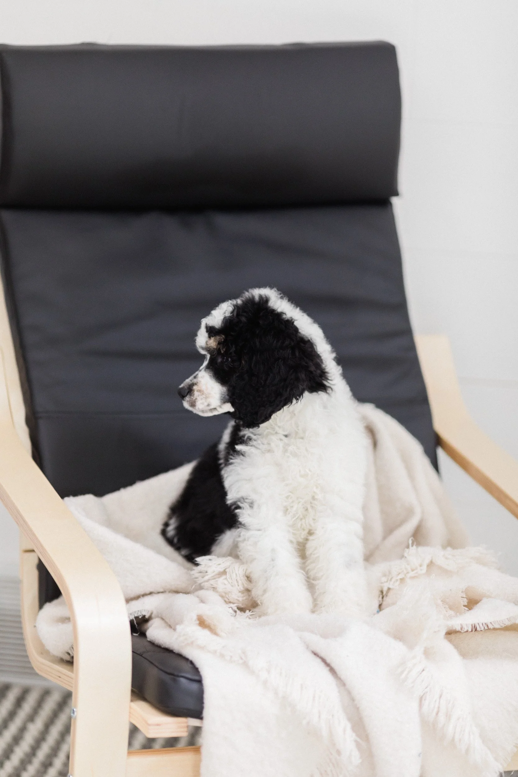 Coffee with Canines: Tips for Taking Your Dog to the Coffee Shop