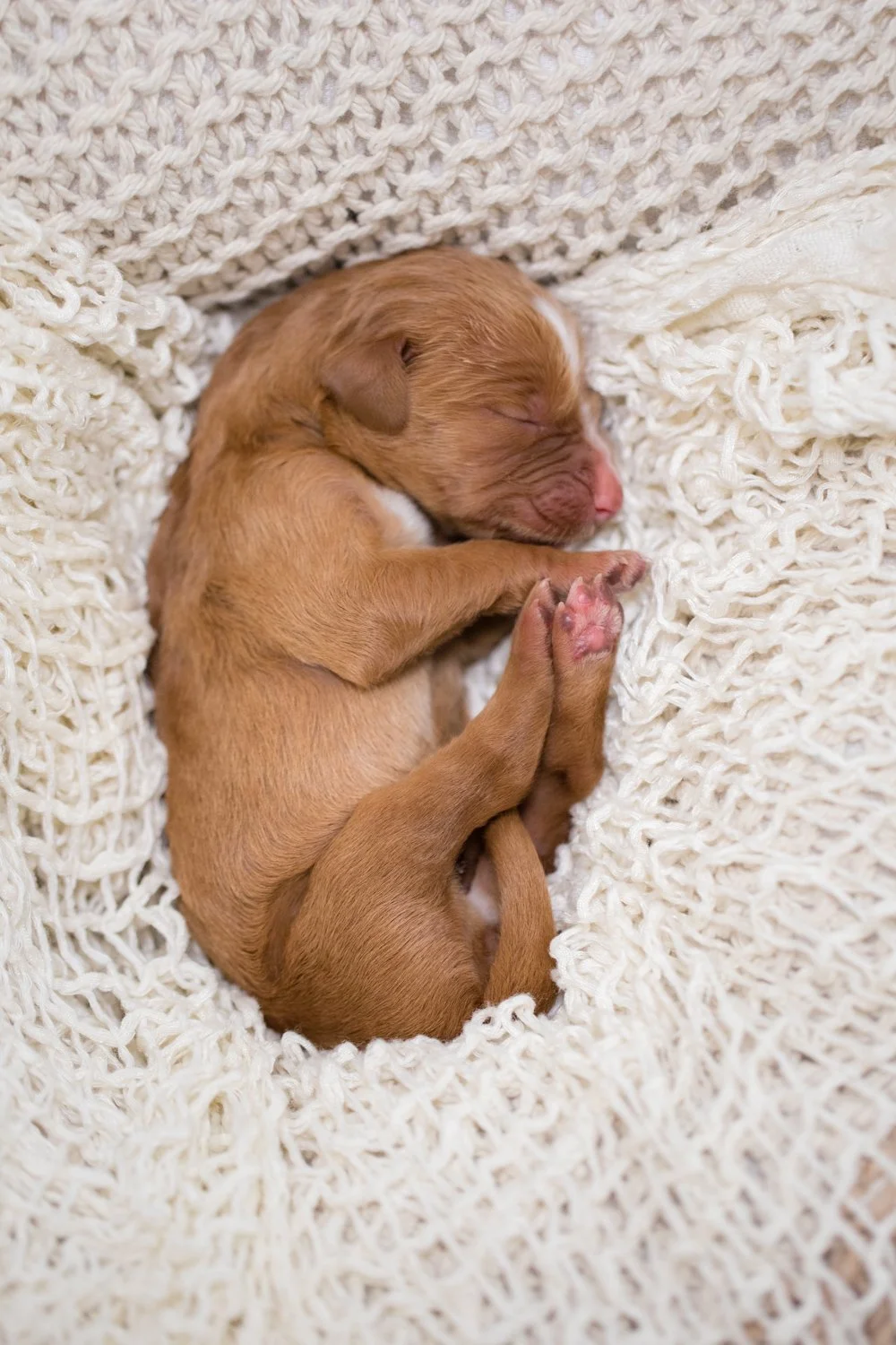 How Much Do You Know About Golden Mountain Doodles - Top 7 Facts