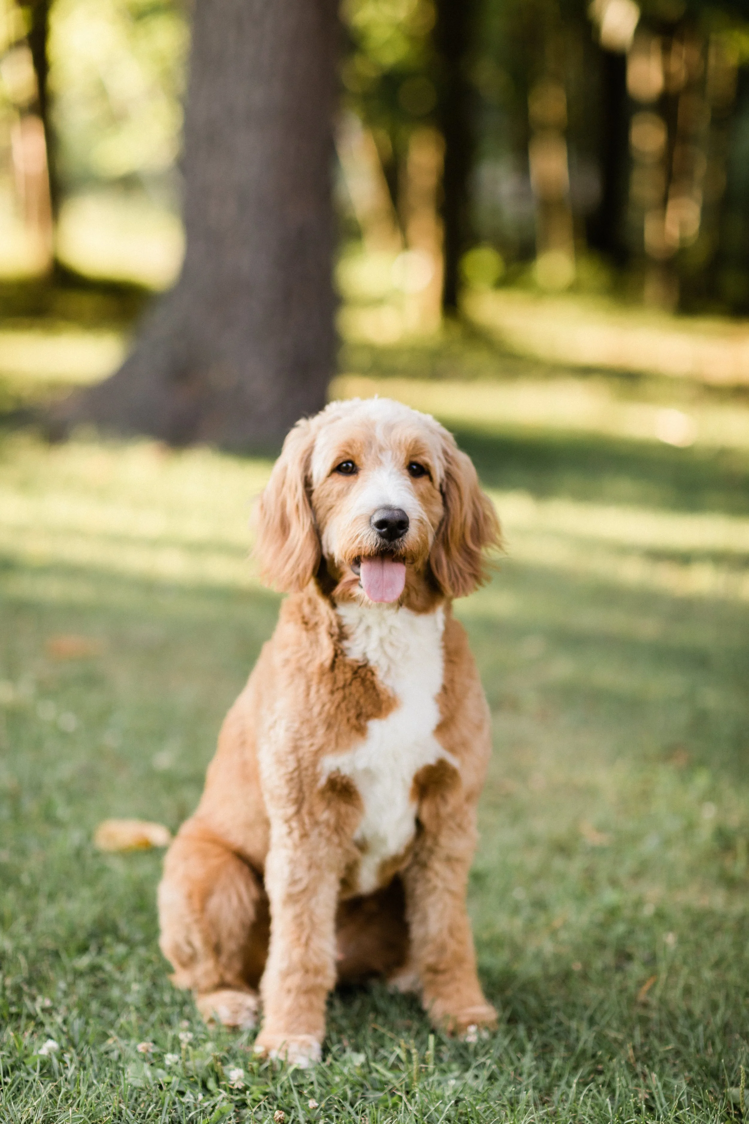 Best Ways to Make a Difference and Help Animals in Need 