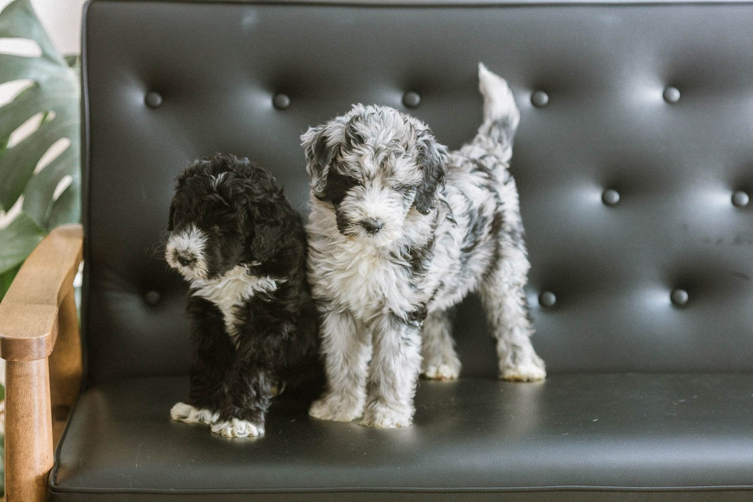Red Fern Mission: Eli &amp; Griffin a Sheepadoodle for a boy with Lissencephaly