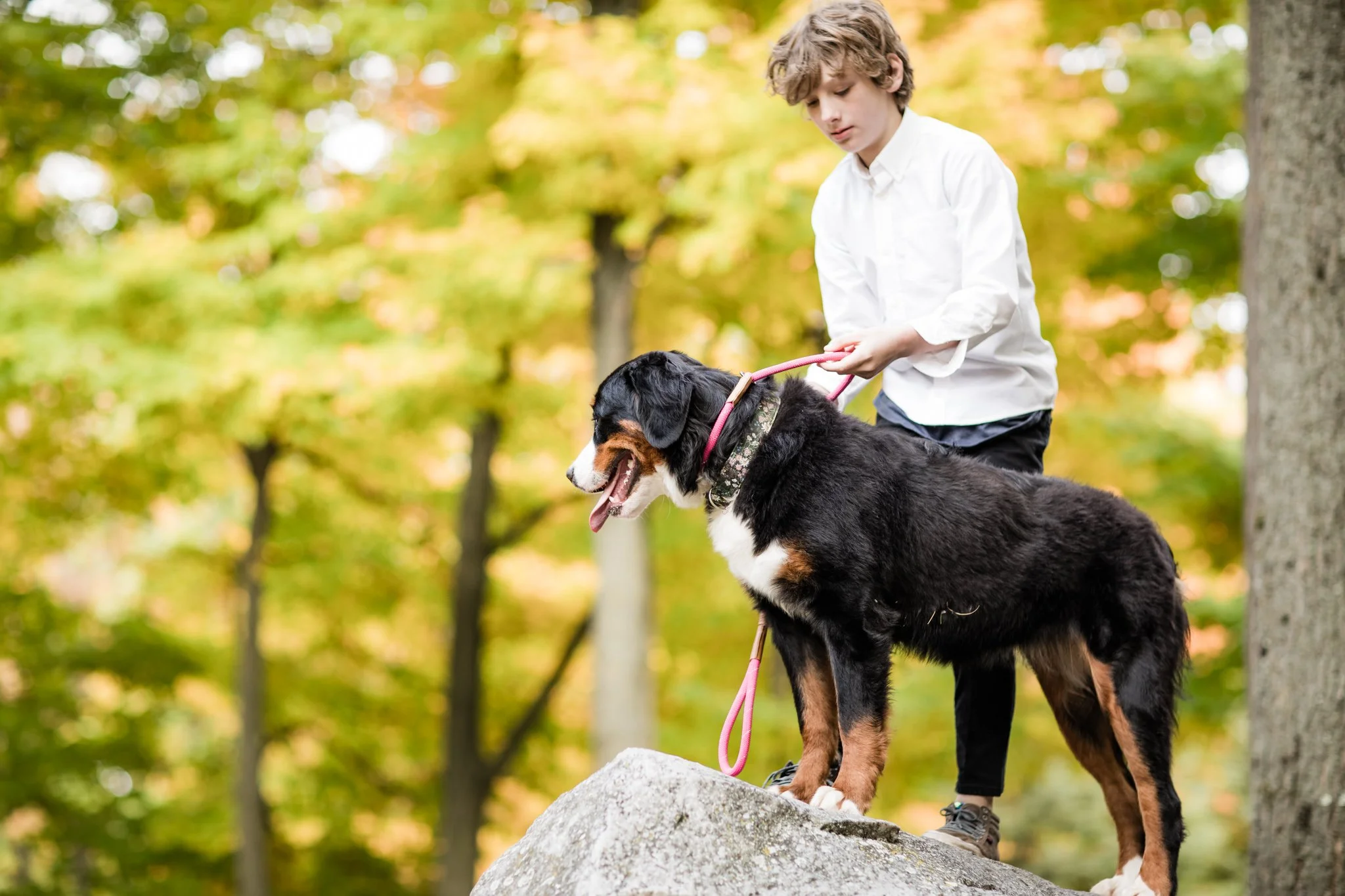 Training Your 6 - 20 Week Old Dogs: Important Things To Know