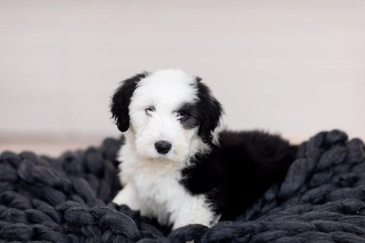 How To Make Living in Two States With a Doodle Easier and More Affordable