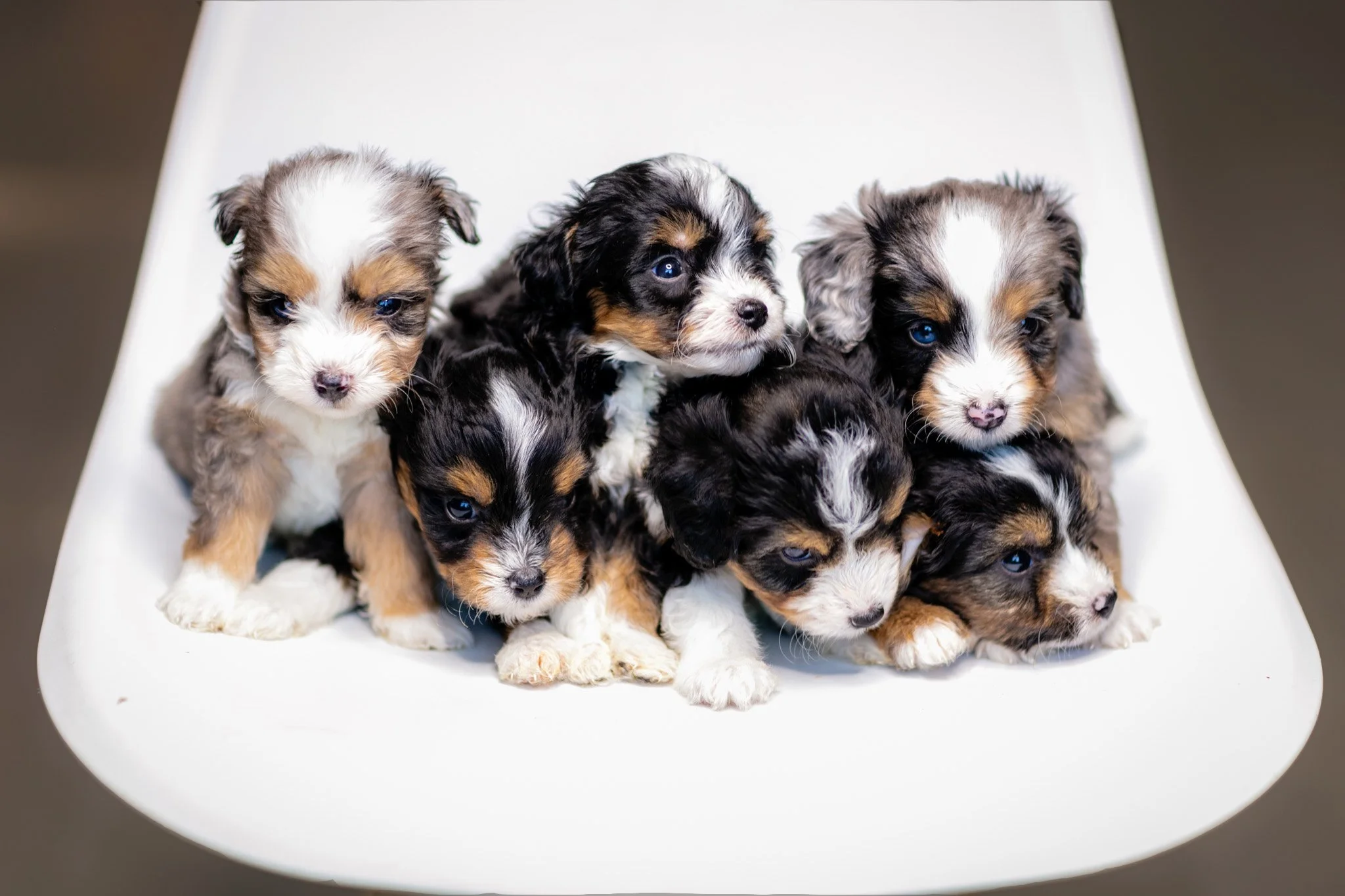 Toy Mini Australian Mountain Doodle Puppies 