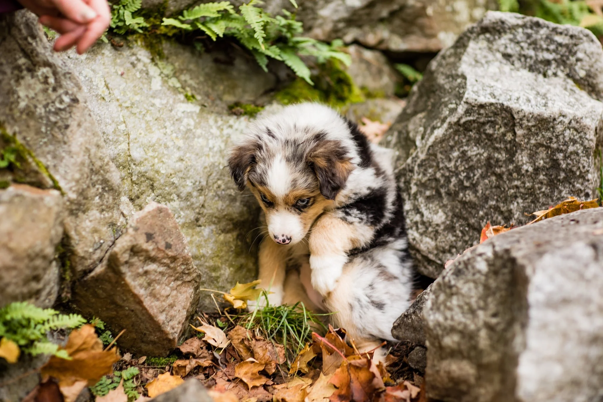 7 Safe Herbs for Dog 's Health and How to Use  Them