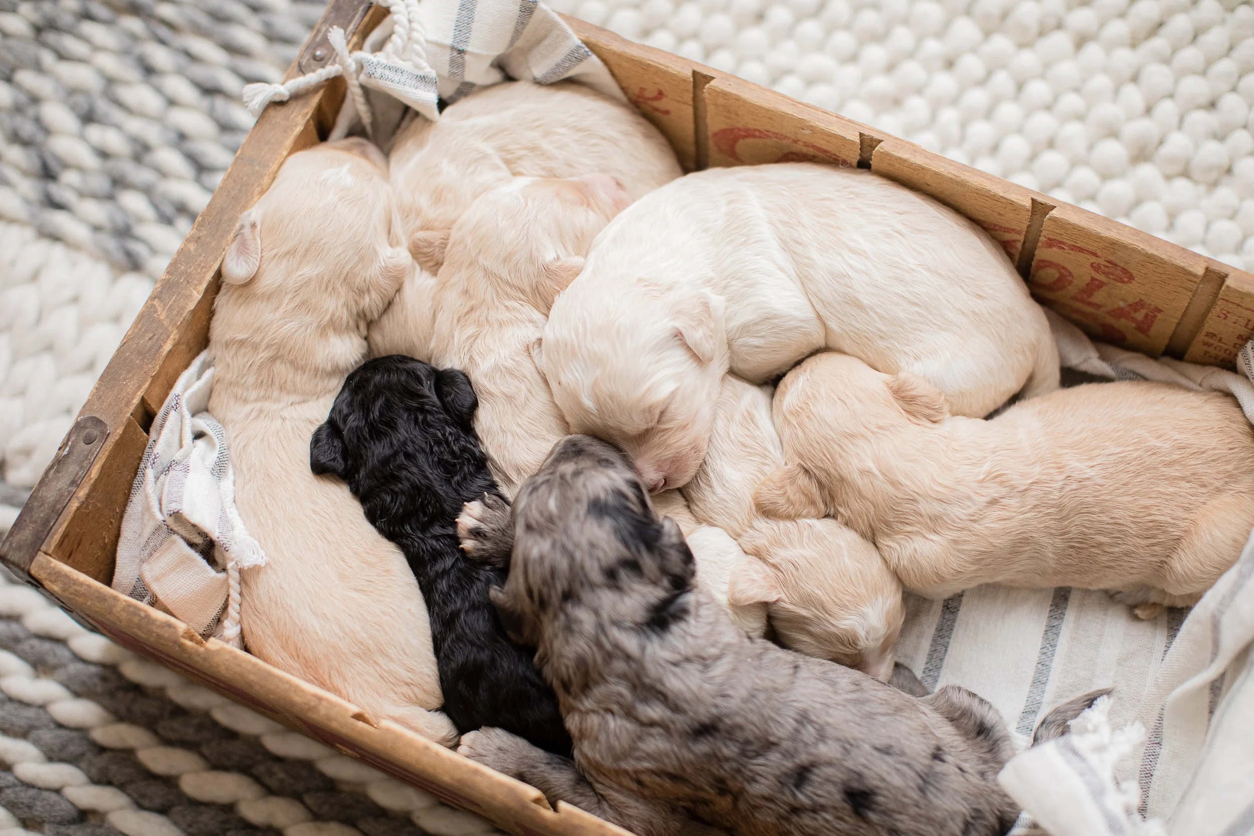 0051_Stokeshire.Brie.Bo.1Week.F1B.Goldendoodle.22.jpg