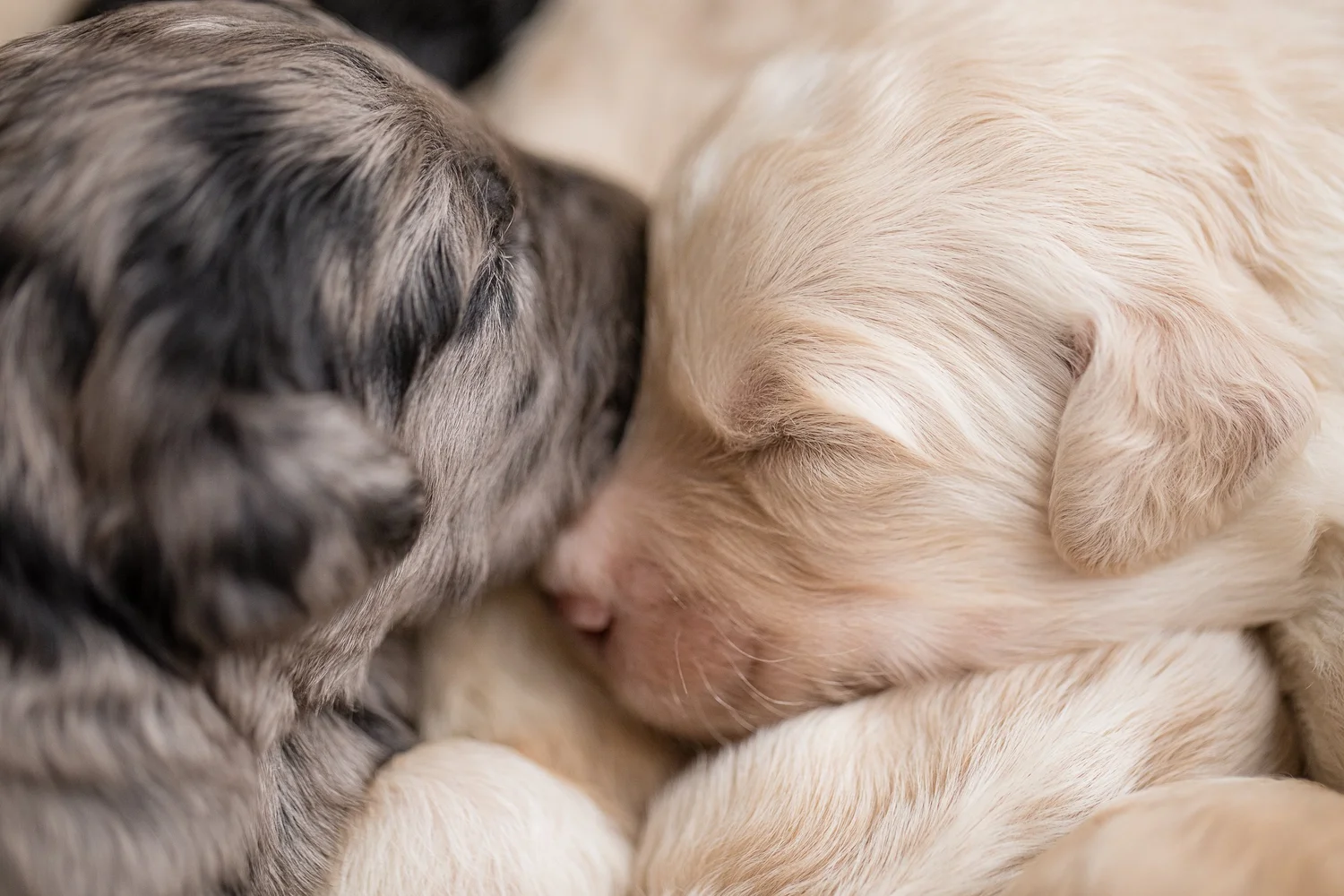 Two one-week-old F1B Goldendoodle puppies, one blue merle and one cream, asleep against each other