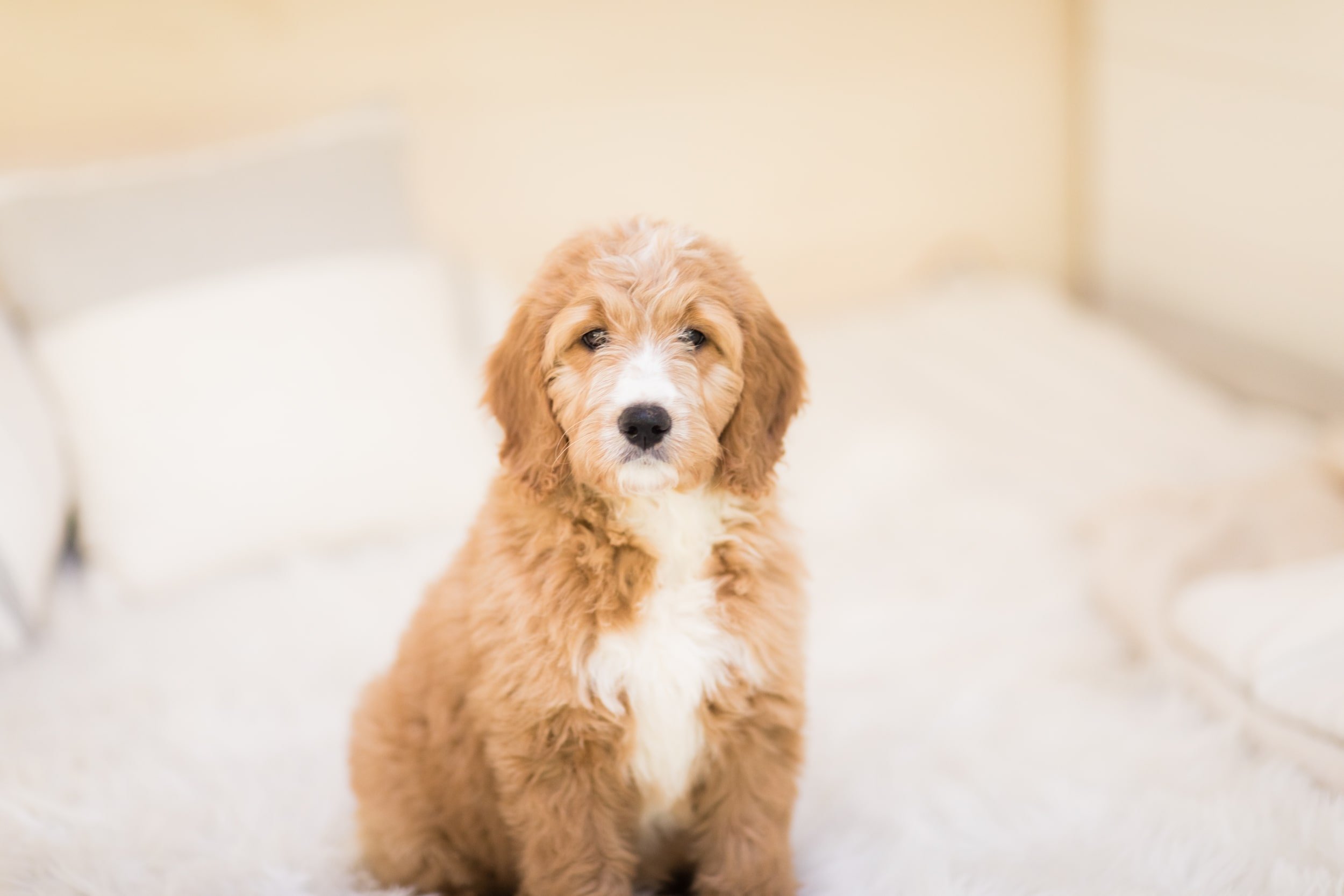 What Human Foods Can Dogs Eat : Best Natural Dog Food Ideas For Your Doodle Puppy