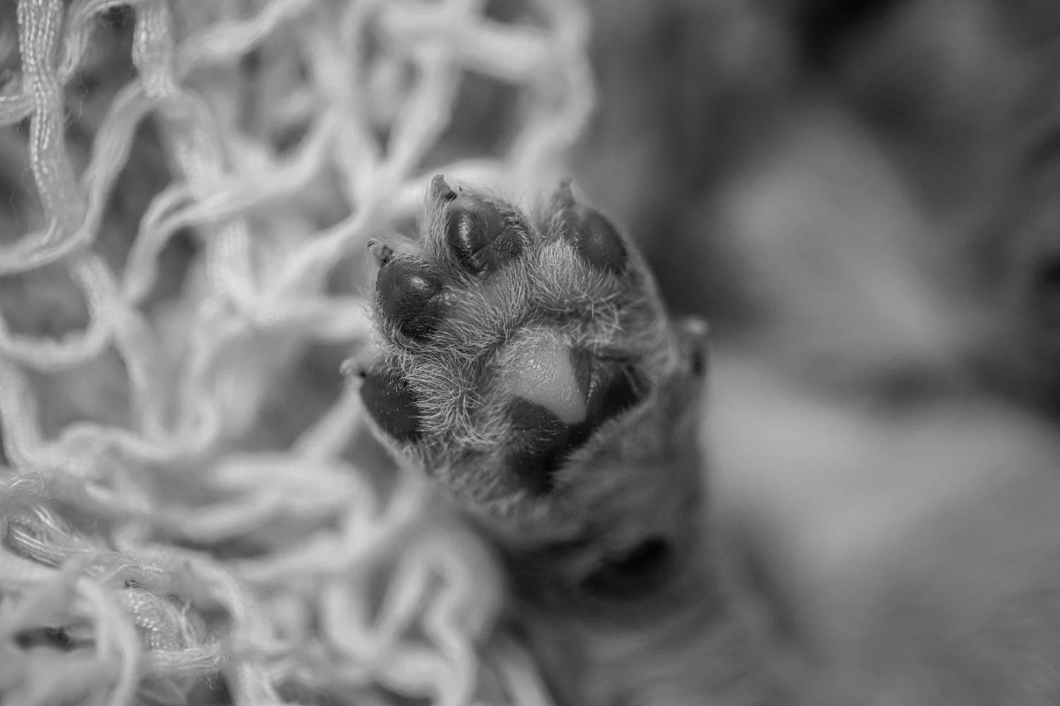 Featured: Top Ethical Aussiedoodle &amp; Golden Mountain GMD Breeders in Wisconsin &amp; the United States