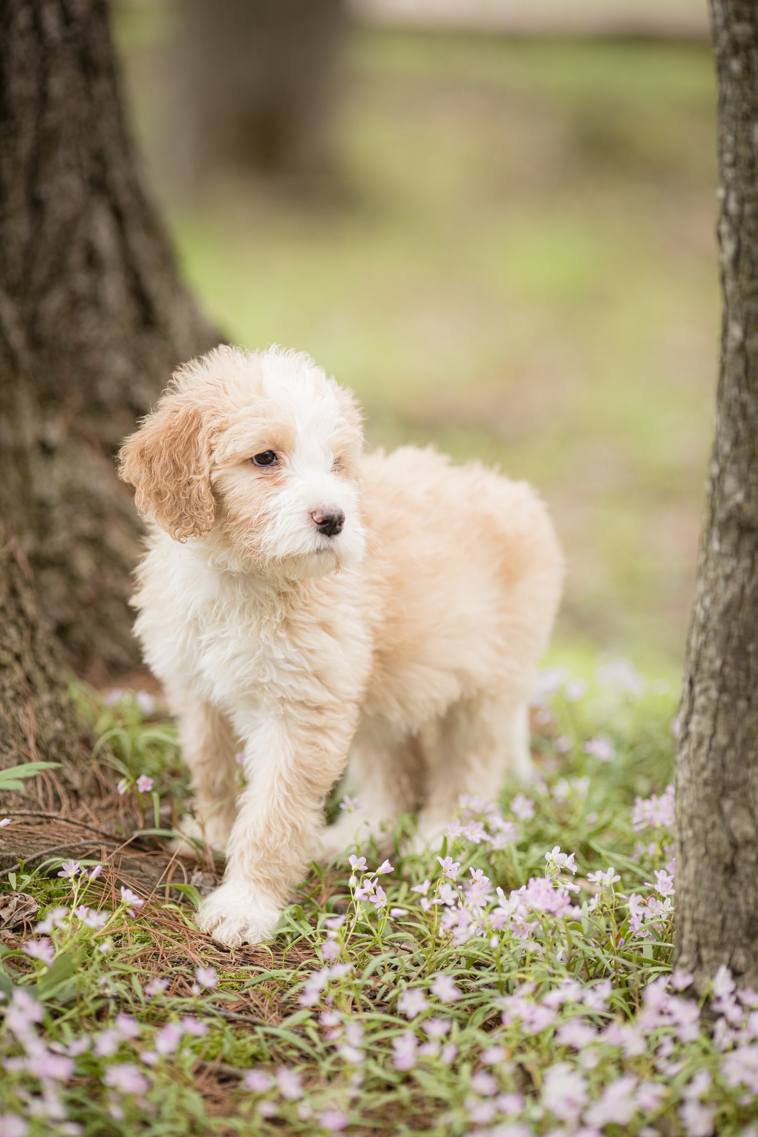 The Pet Parent's Guide to Planning a Dog-Friendly Vacation