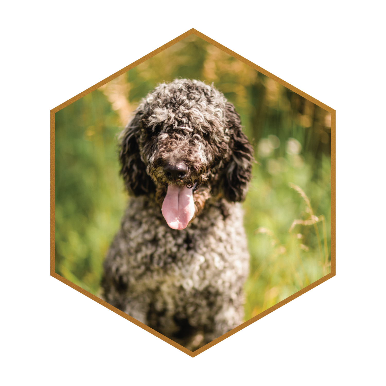 Merle poodle best sale stud