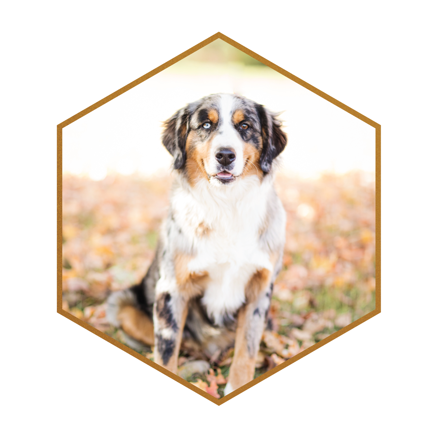 Australian Shepherd Bernese Mountain Dog Mix 