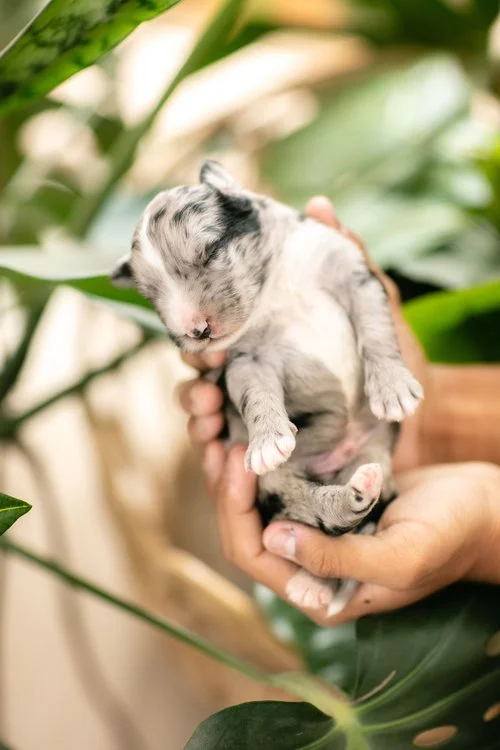Merle Sheepadoodle Puppies in Wisconsin 