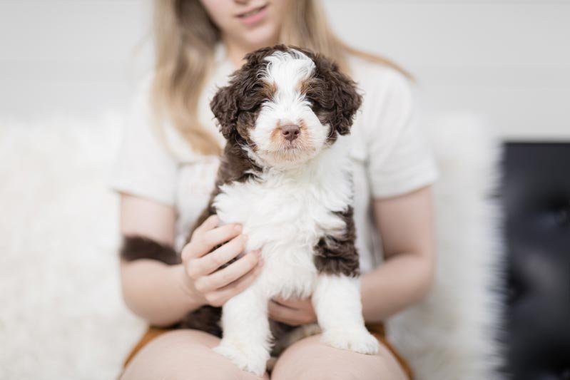 AMD-Merle-Puppy-Stokeshire-Doodle-School-Training-Boarding-Grooming-Wisconsin.jpg